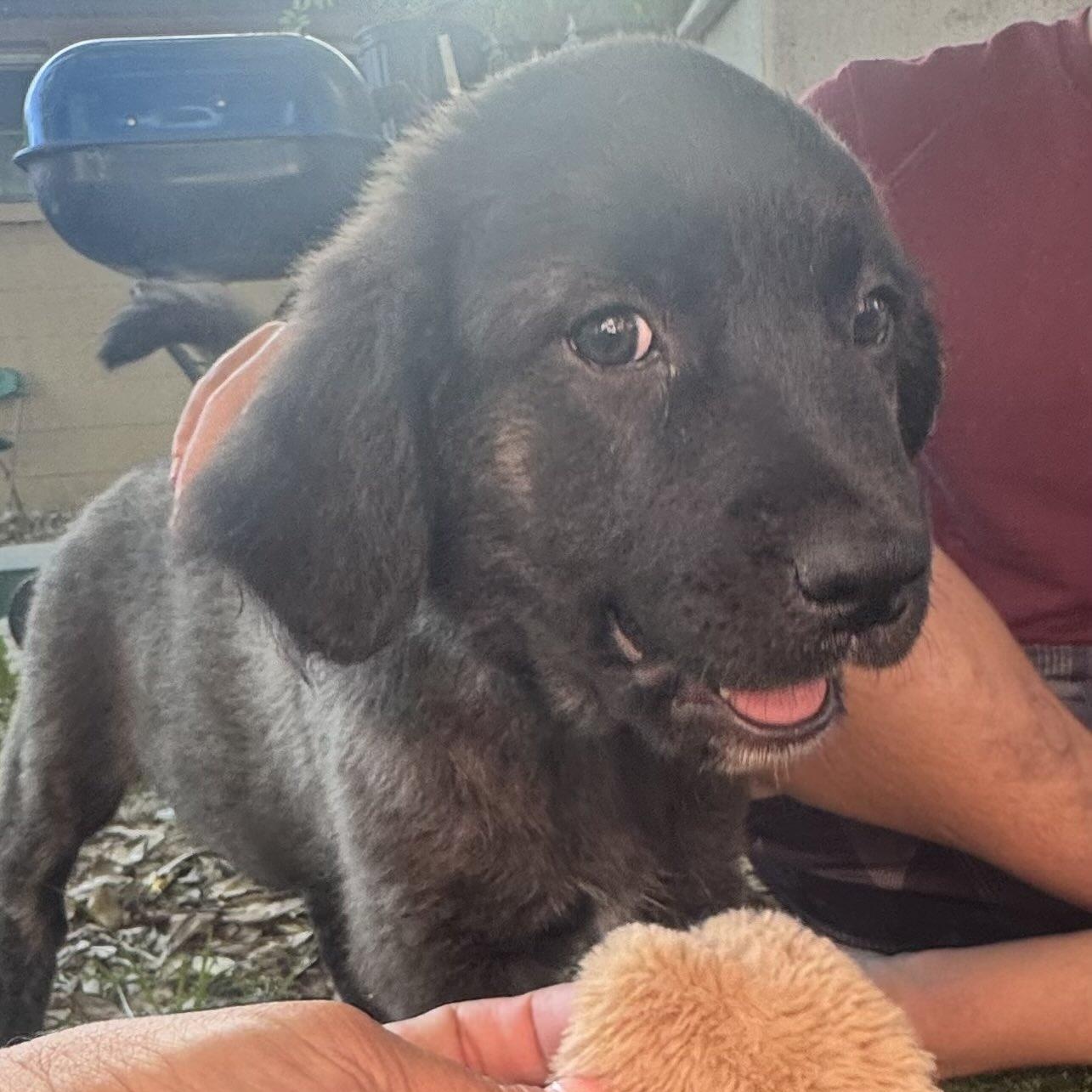 Enlarge Bear, a Adoptable mixed breed in New Port Richey, FL image 3/6