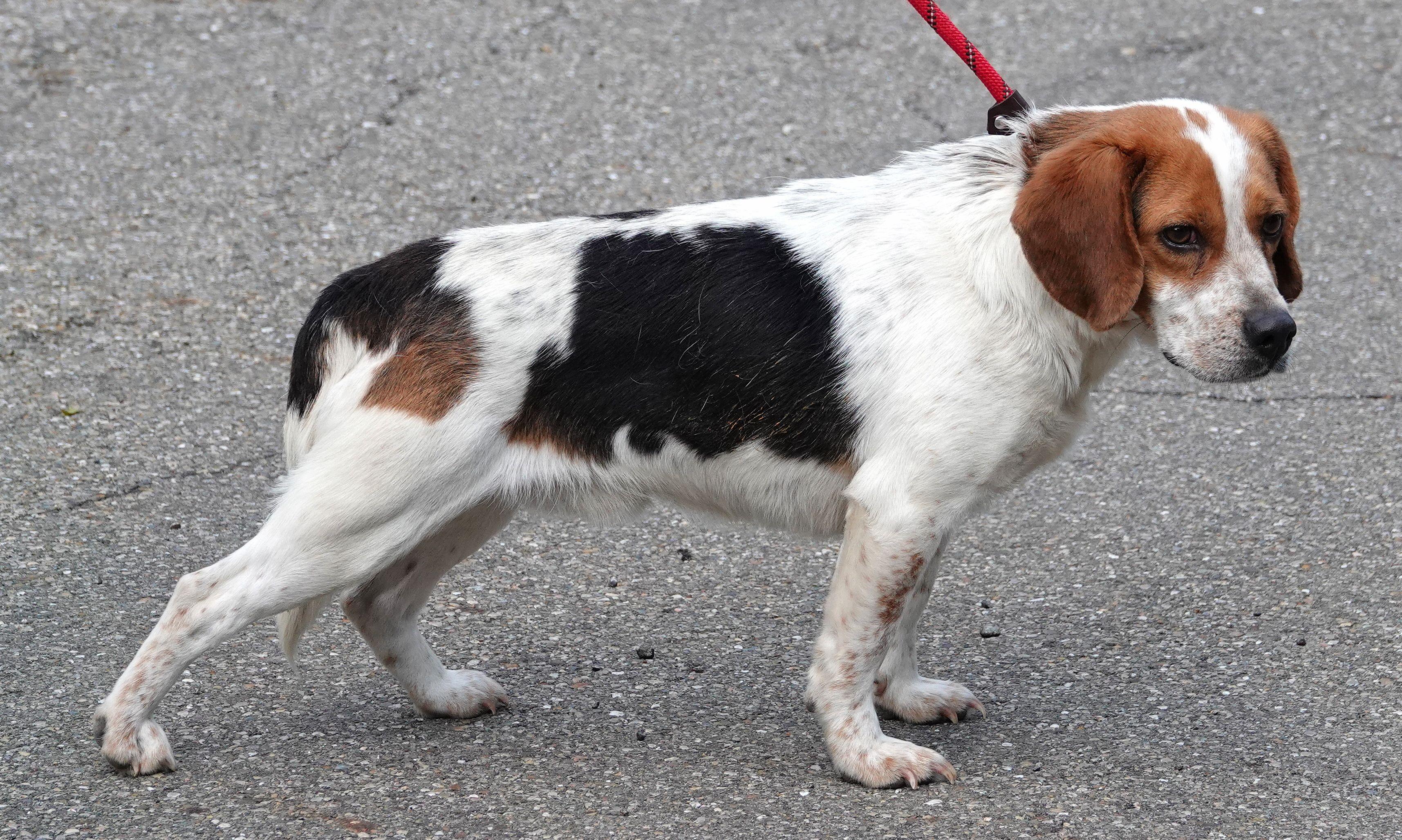 Puddles, a ADOPTABLE Beagle in Millfield, OH image 2/4