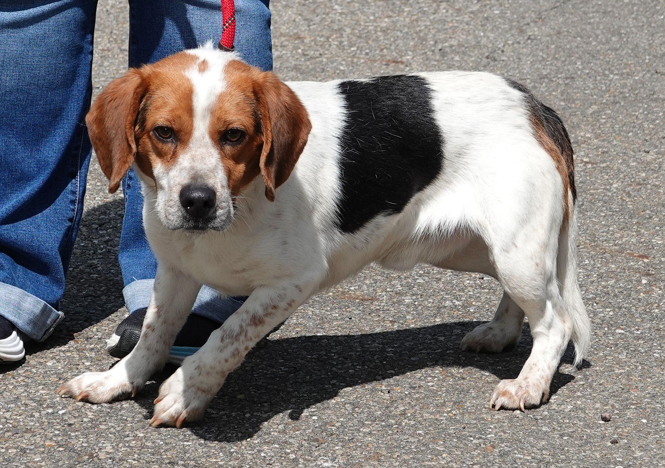 Puddles, a ADOPTABLE Beagle in Millfield, OH image 3/4