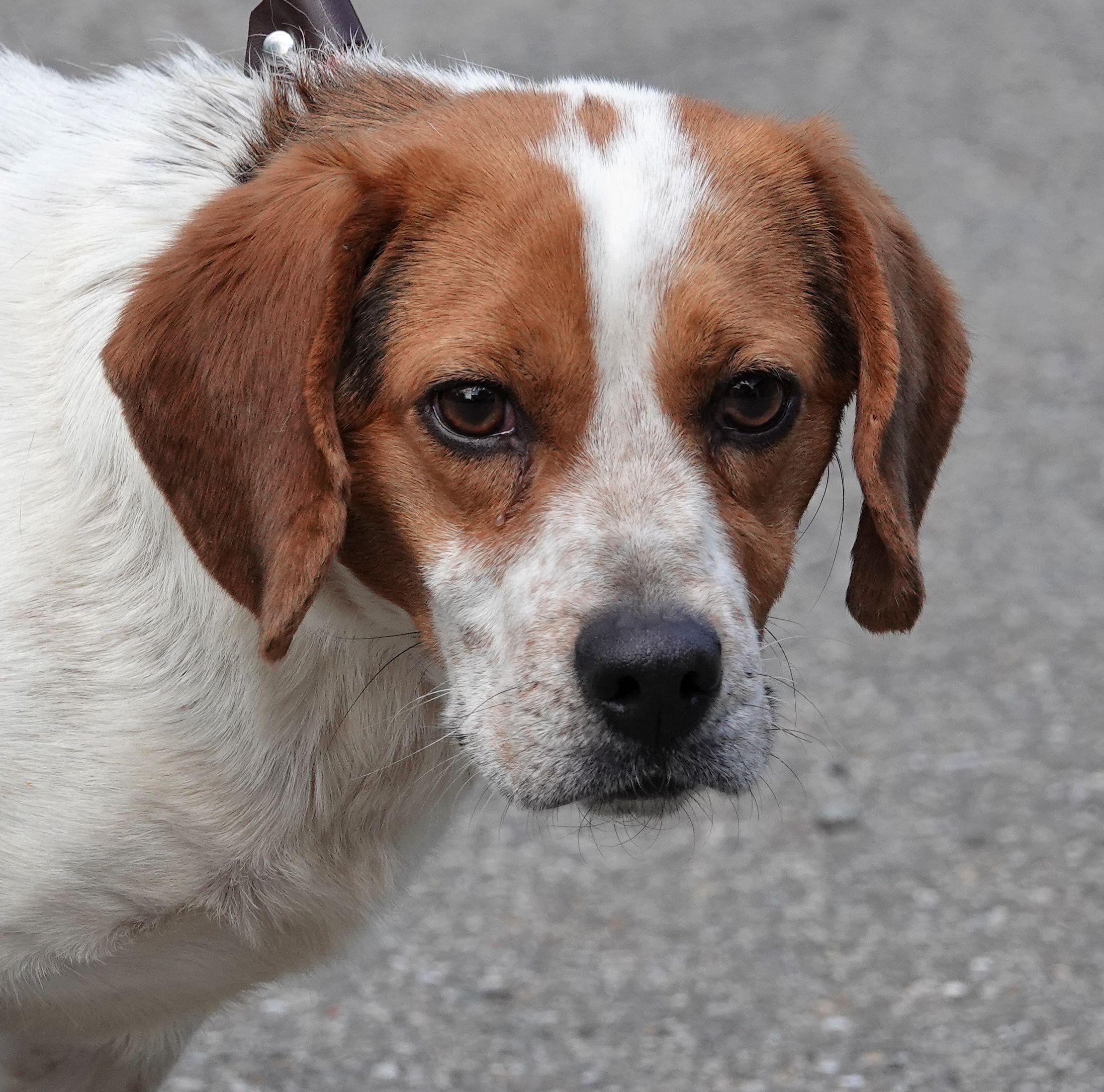 Puddles, a ADOPTABLE Beagle in Millfield, OH image 1/4