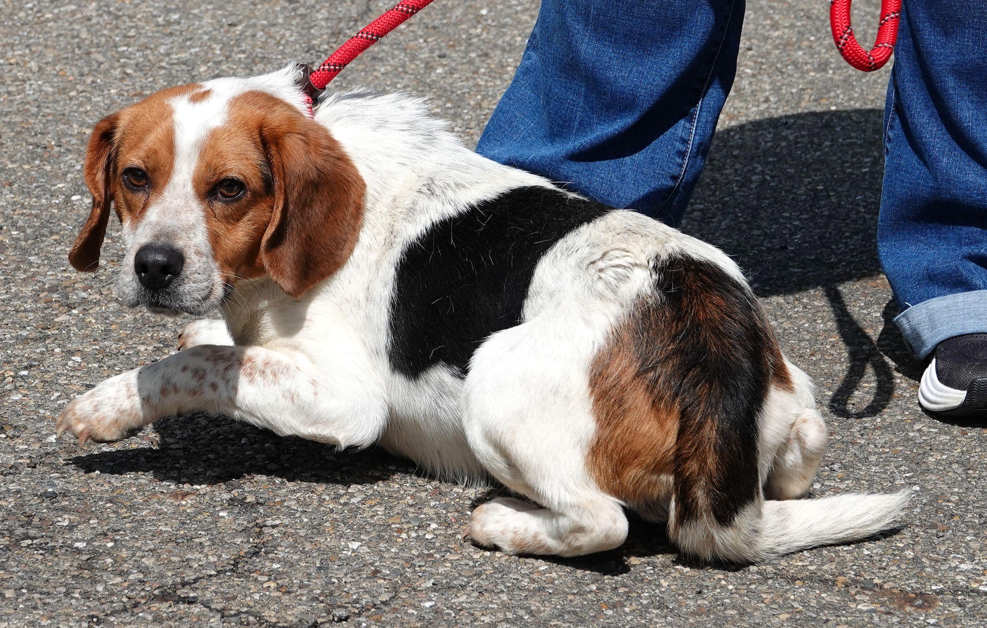 Puddles, a ADOPTABLE Beagle in Millfield, OH image 4/4