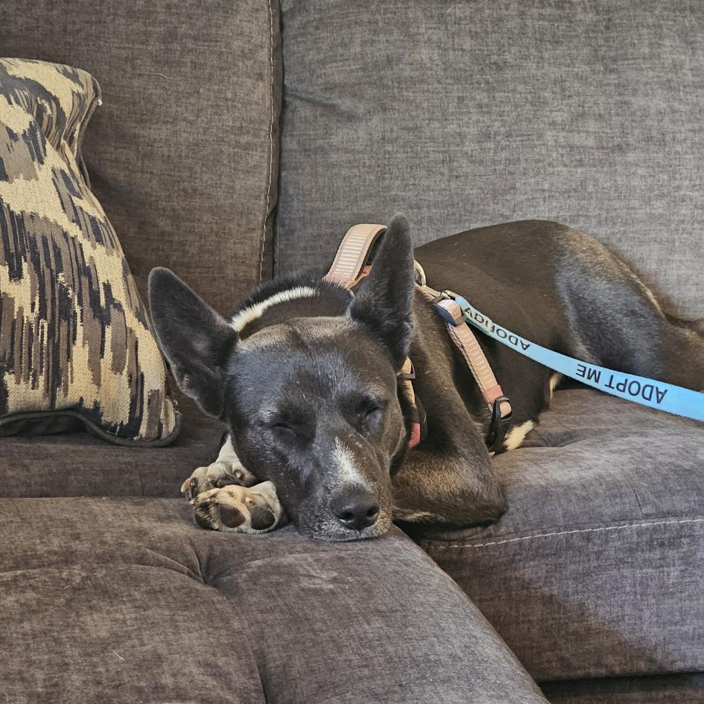 Tortilla, a Adoptable Mixed Breed in Moab, UT image 1/6