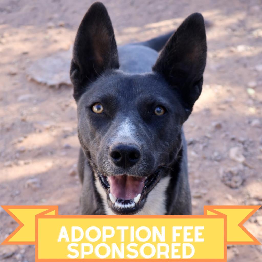 Tortilla, a Adoptable Mixed Breed in Moab, UT image 2/6