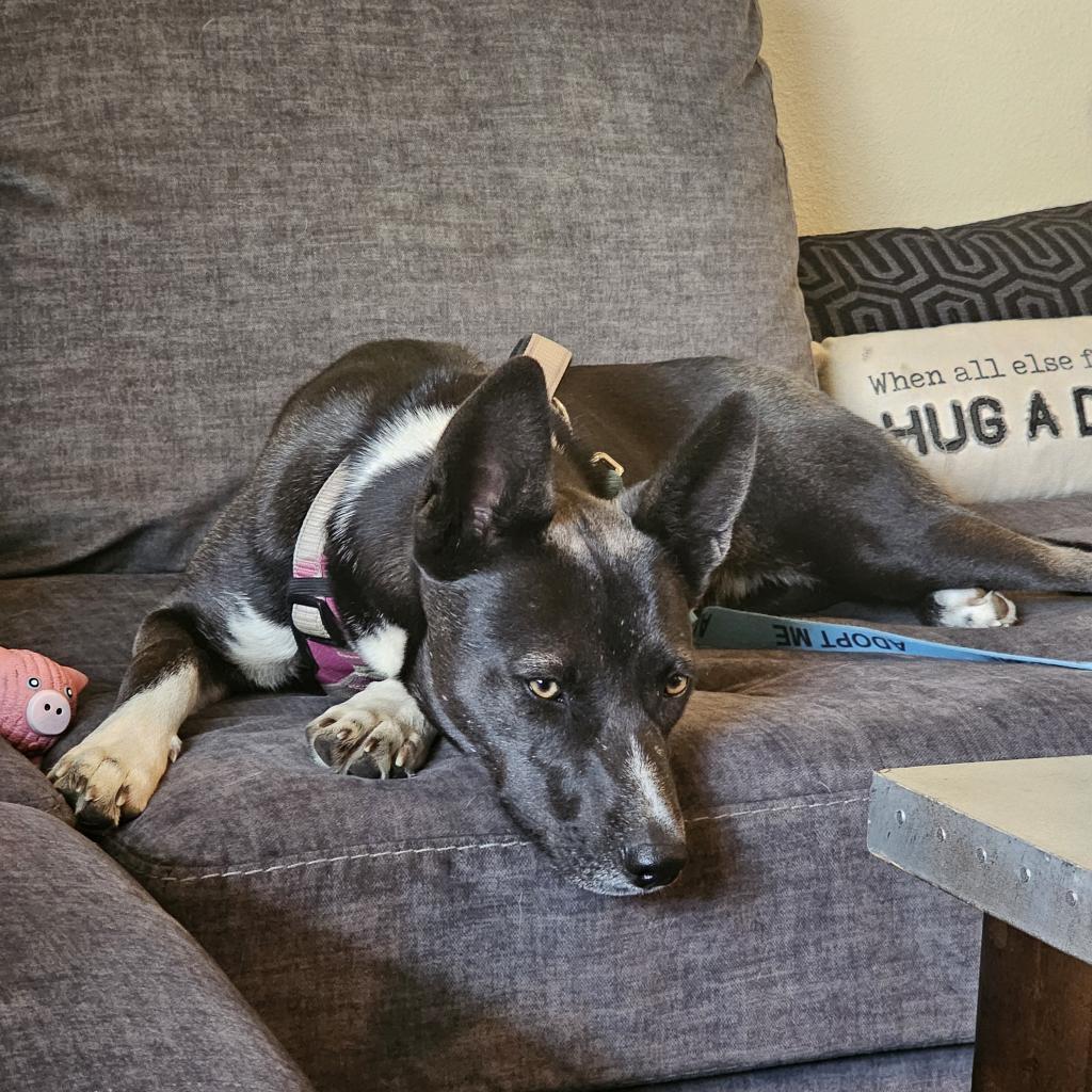 Tortilla, a Adoptable Mixed Breed in Moab, UT image 2/6