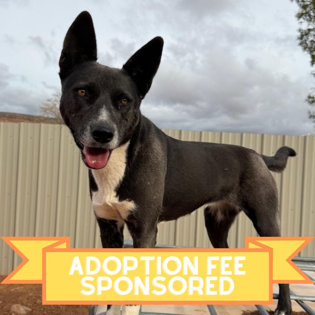 Tortilla, a Adoptable Mixed Breed in Moab, UT image 3/6