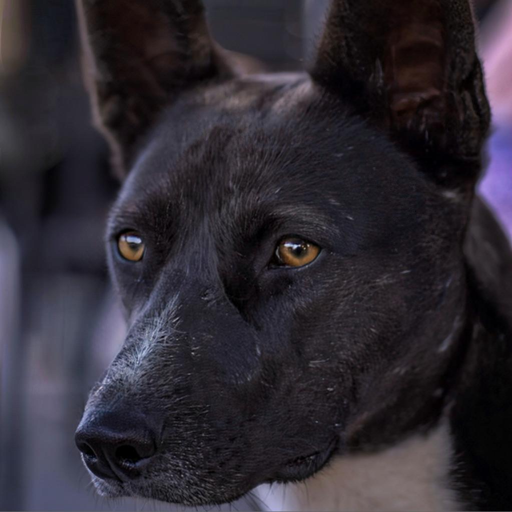 Tortilla, a Adoptable Mixed Breed in Moab, UT image 4/6