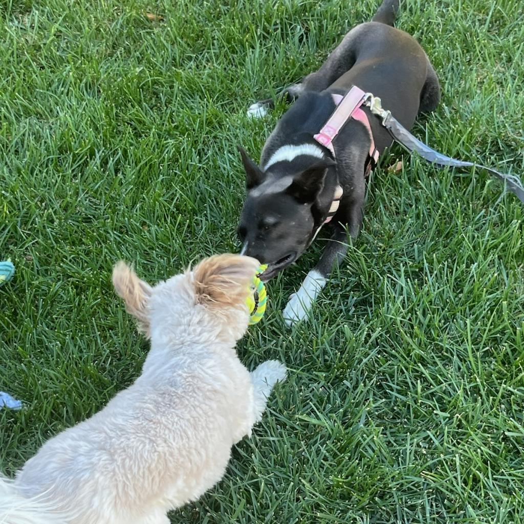Tortilla, a Adoptable Mixed Breed in Moab, UT image 5/6