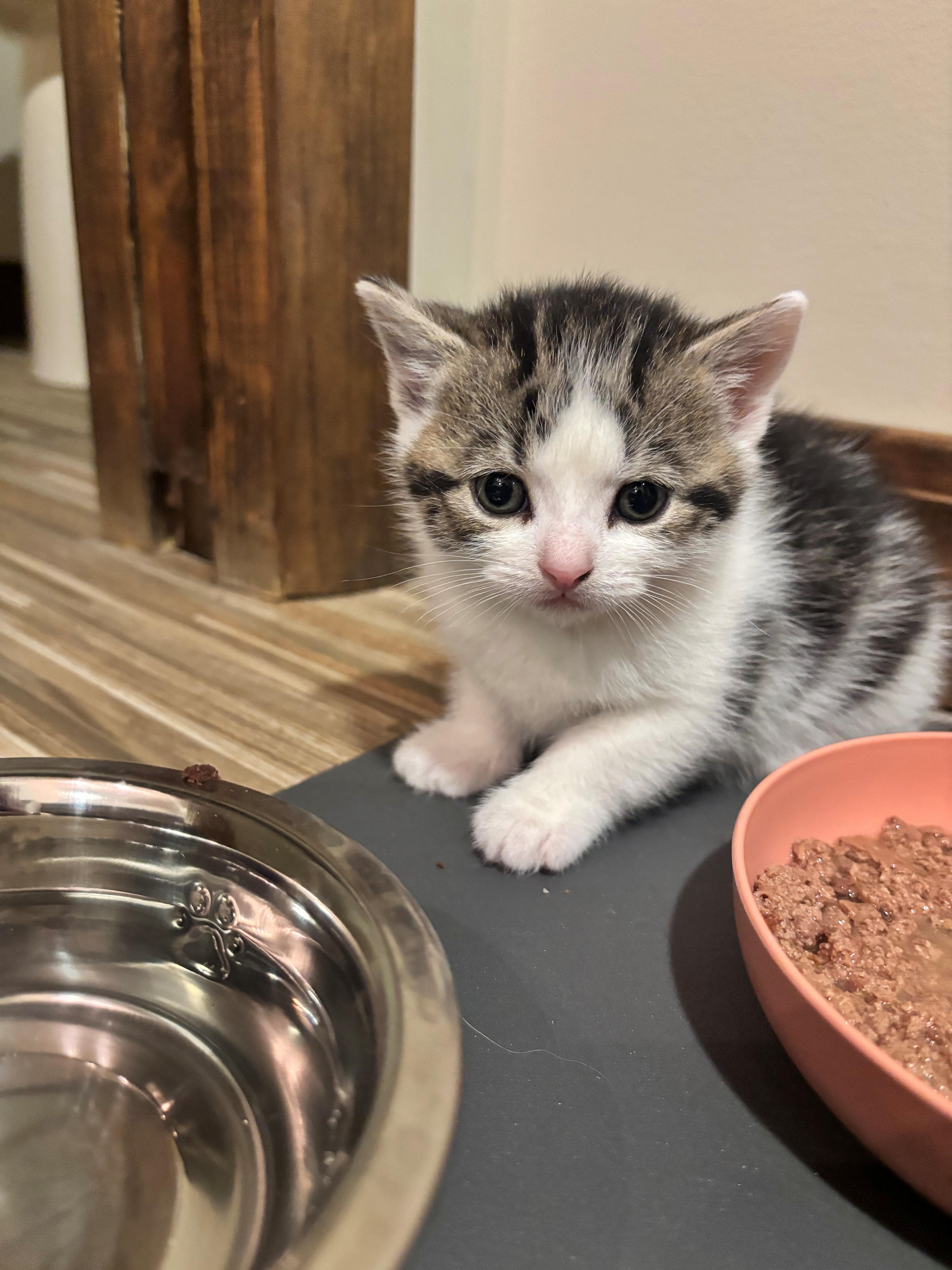 Madsen, an adopted Domestic Short Hair in Hudson, NY image 2/3