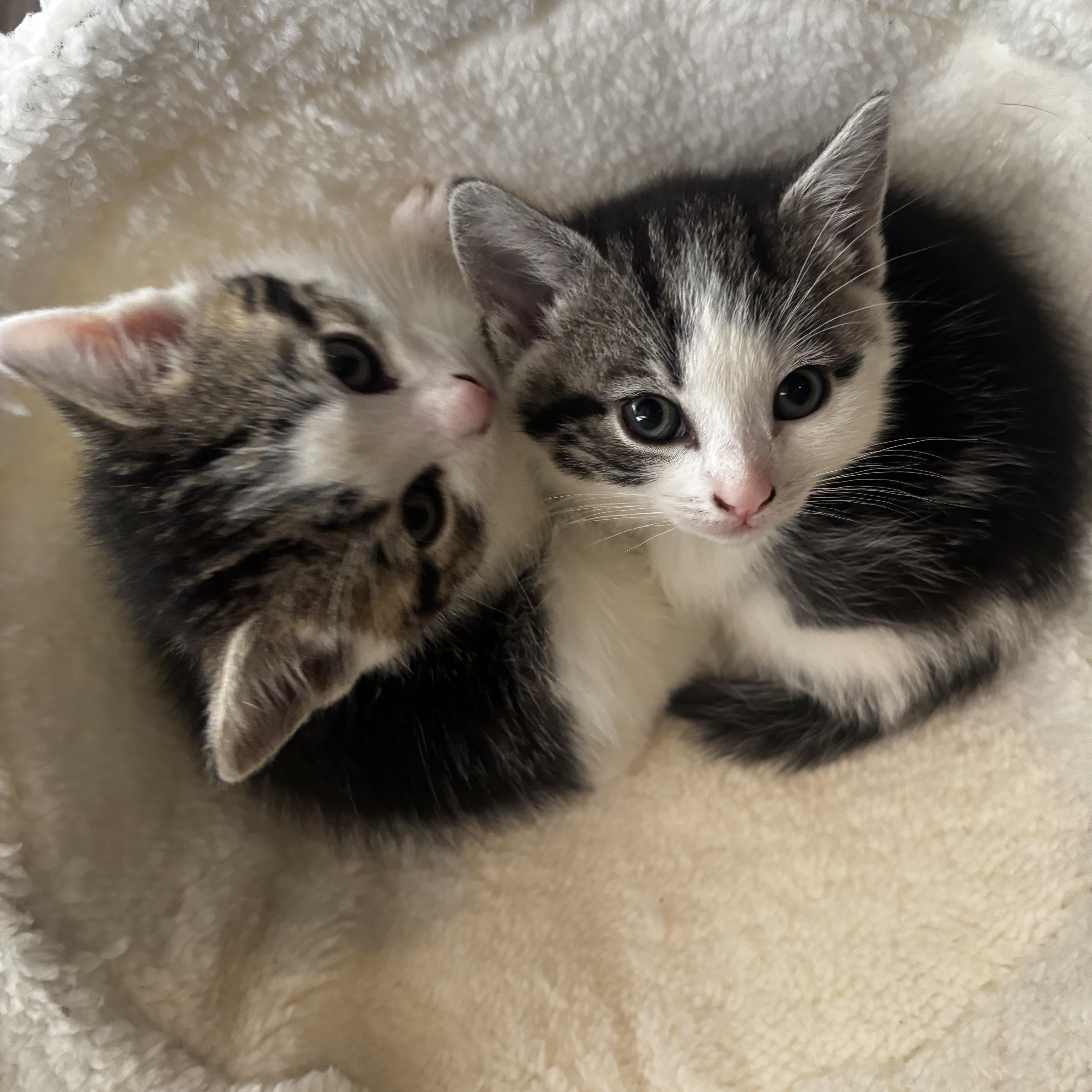 Madsen, an adopted Domestic Short Hair in Hudson, NY image 3/3