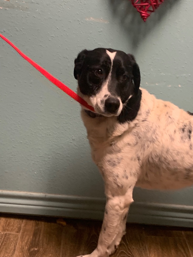 Enlarge smokey, a Adoptable mixed breed in Hearne, TX image 1/4