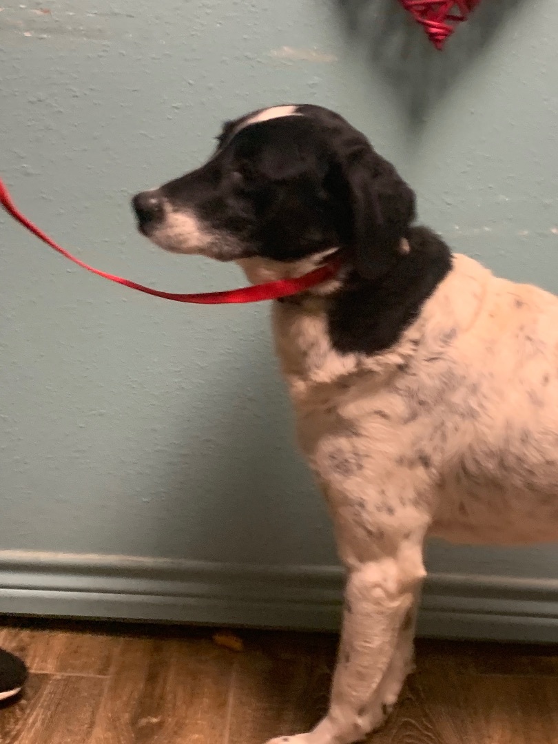 Enlarge smokey, a Adoptable mixed breed in Hearne, TX image 3/4