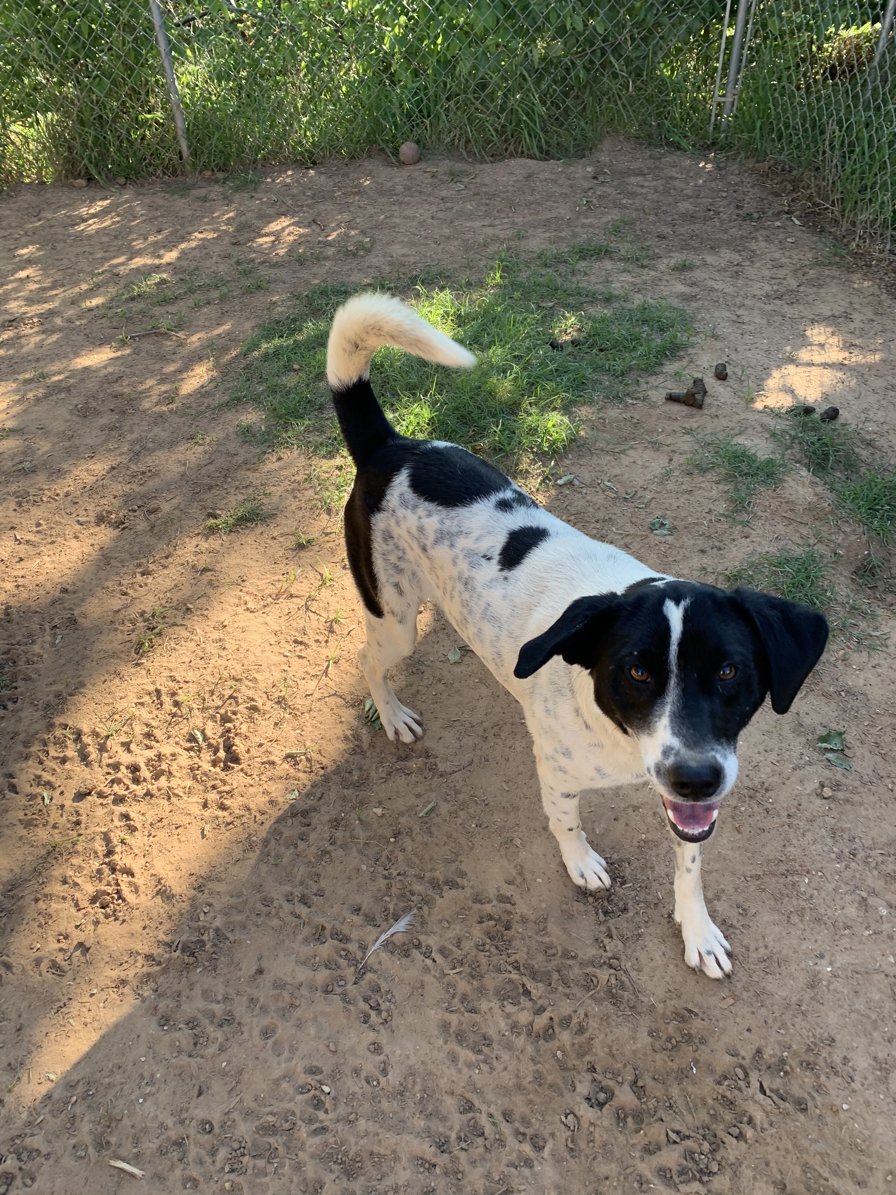 Enlarge smokey, a Adoptable mixed breed in Hearne, TX image 4/4