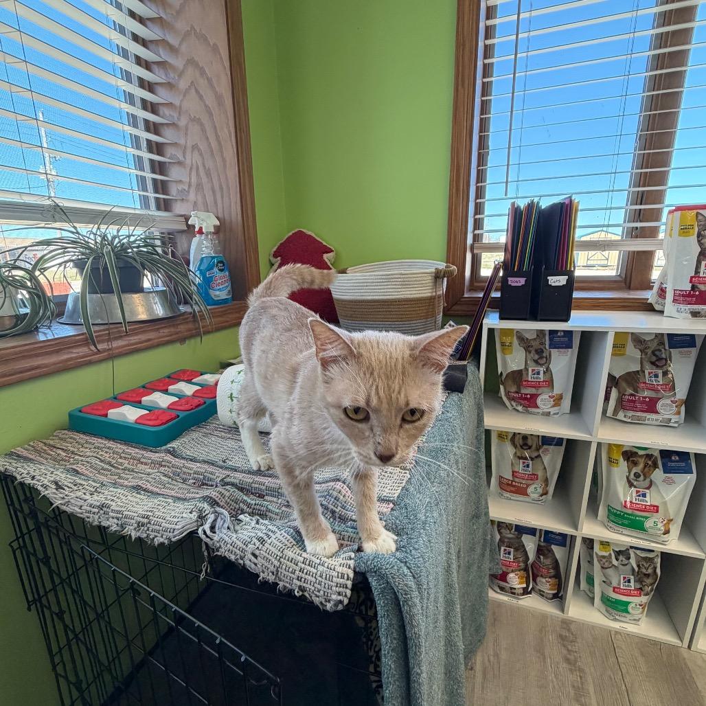 Caramello, Adoptable, Adult Male Domestic Short Hair.