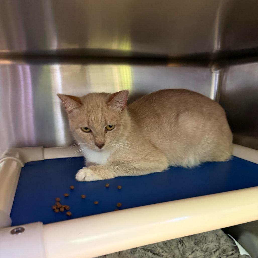 Caramello, a Adoptable Domestic Short Hair in Emporia, KS image 1/2
