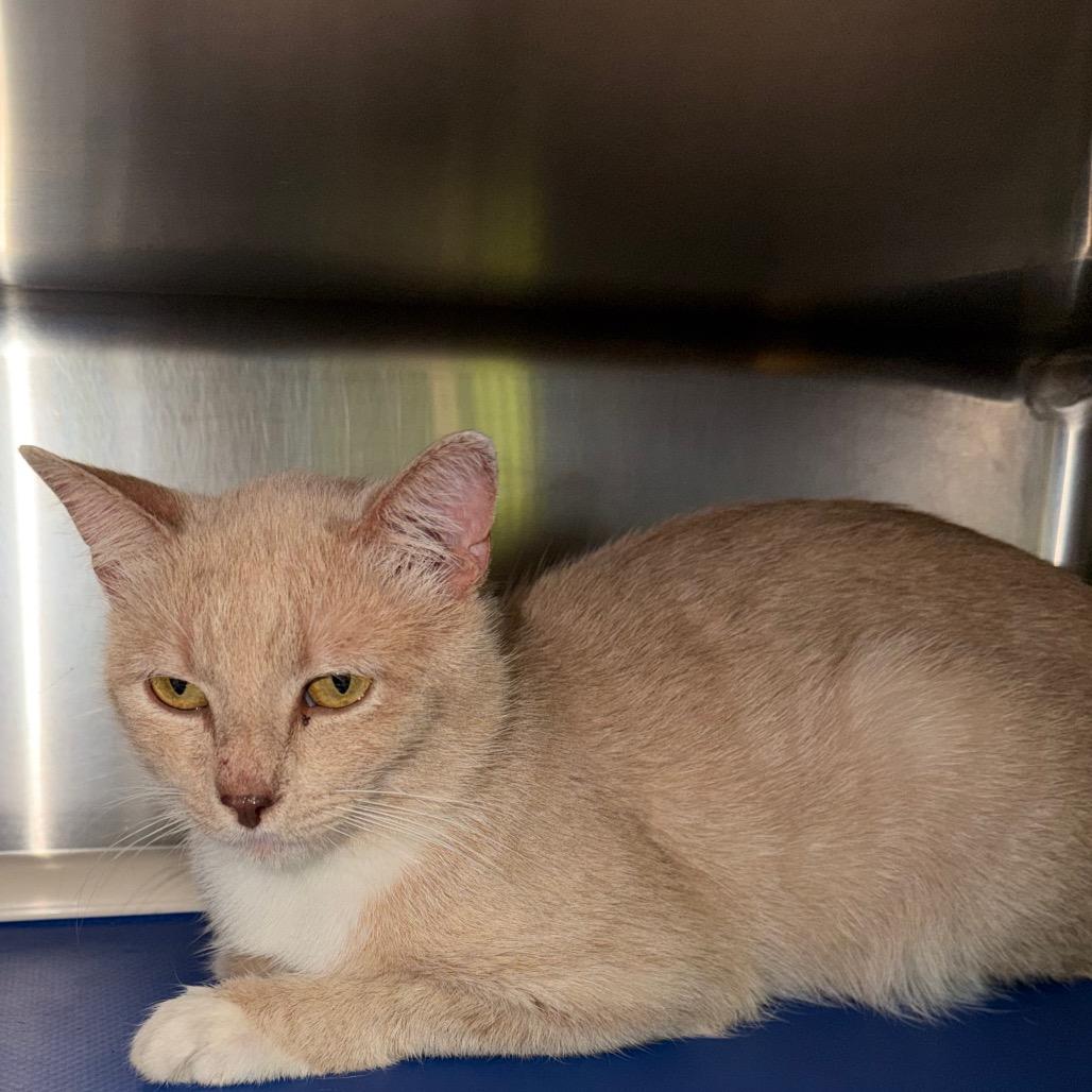 Caramello, a Adoptable Domestic Short Hair in Emporia, KS image 2/2