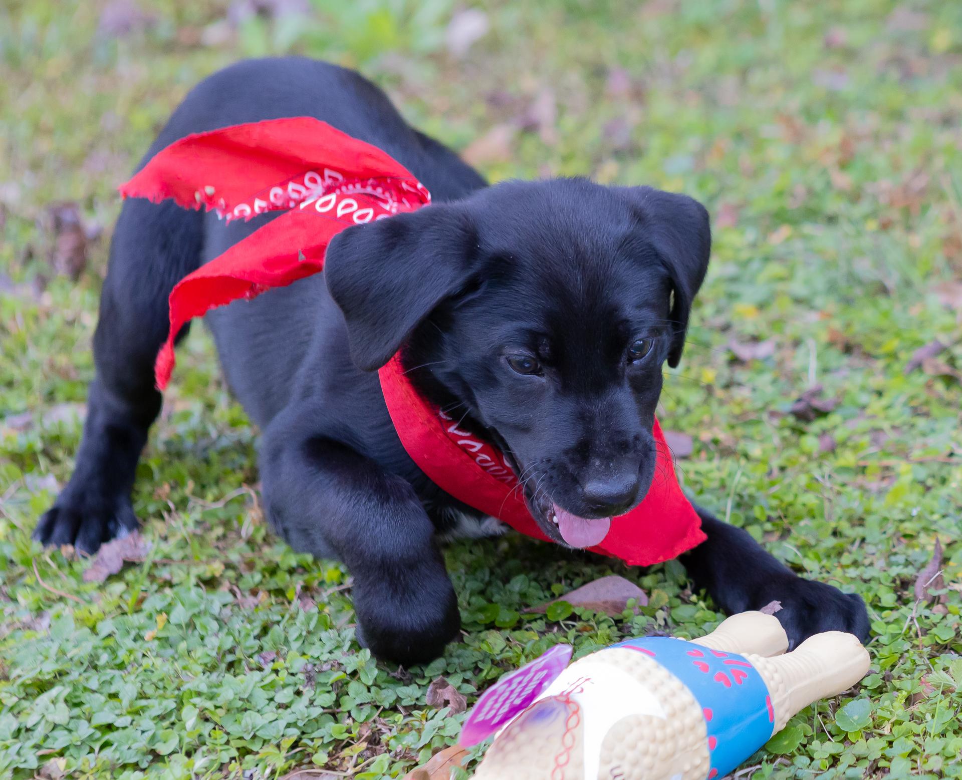 Enlarge Cullen, a ADOPTABLE mixed breed in Zachary, LA image 6/6