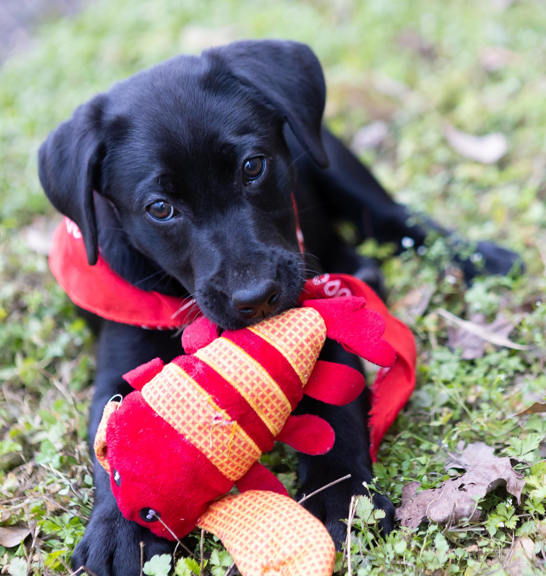 Enlarge Cullen, a ADOPTABLE mixed breed in Zachary, LA image 4/6