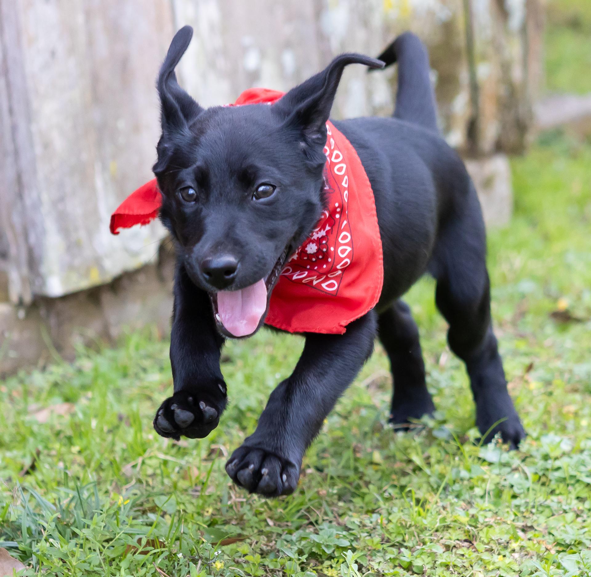 Enlarge Cullen, a ADOPTABLE mixed breed in Zachary, LA image 3/6