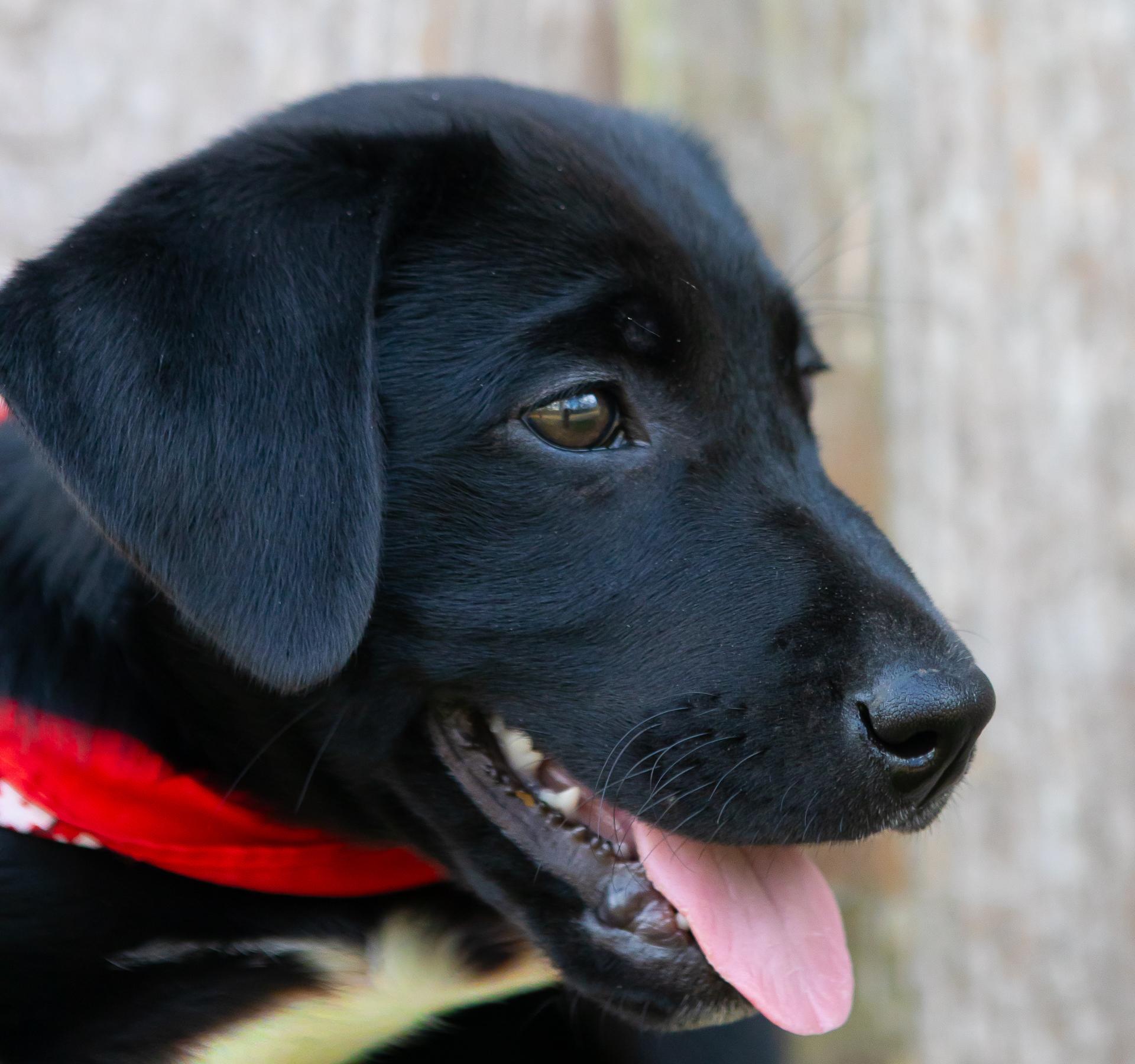 Enlarge Cullen, a ADOPTABLE mixed breed in Zachary, LA image 2/6
