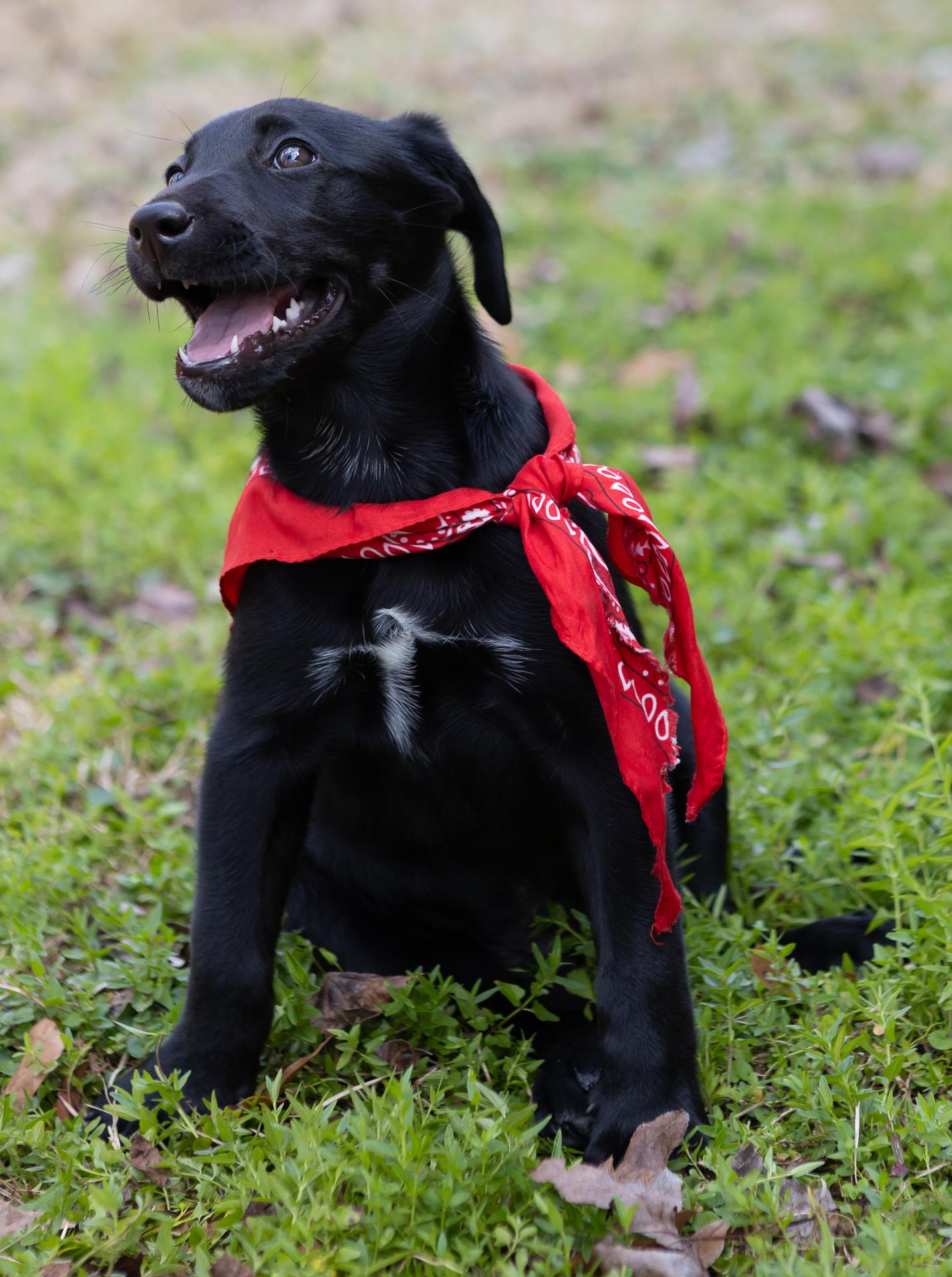Enlarge Cullen, a ADOPTABLE mixed breed in Zachary, LA image 5/6