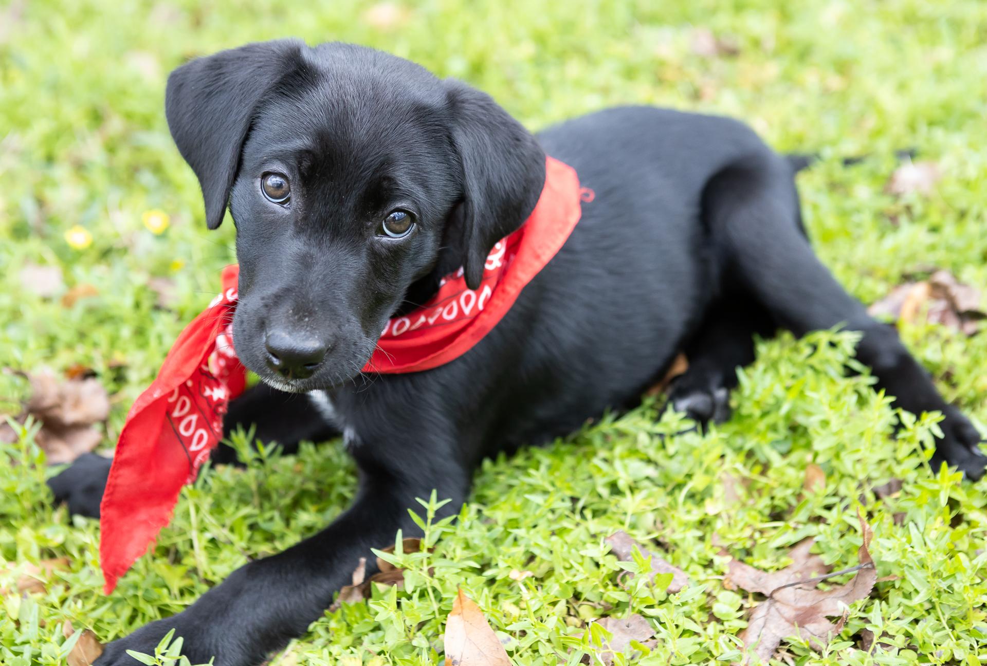 Enlarge Cullen, a ADOPTABLE mixed breed in Zachary, LA image 1/6