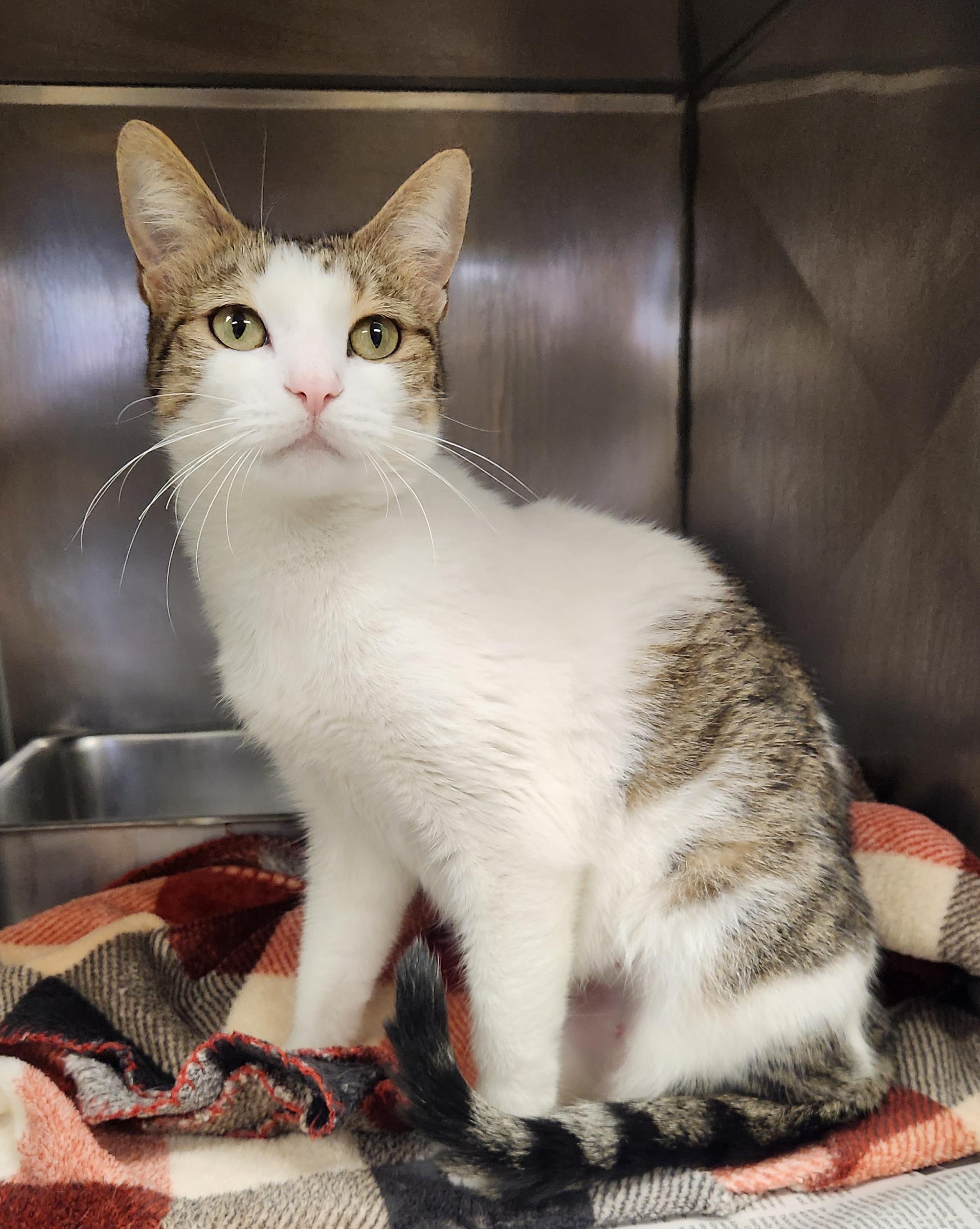 Bingo, ADOPTABLE, Young Female Domestic Short Hair.