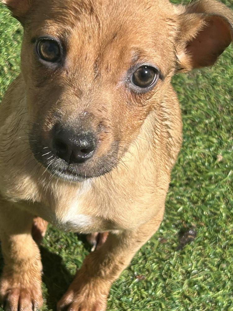 Enlarge Kate, a Adoptable mixed breed in Brownstown, IN image 1/1