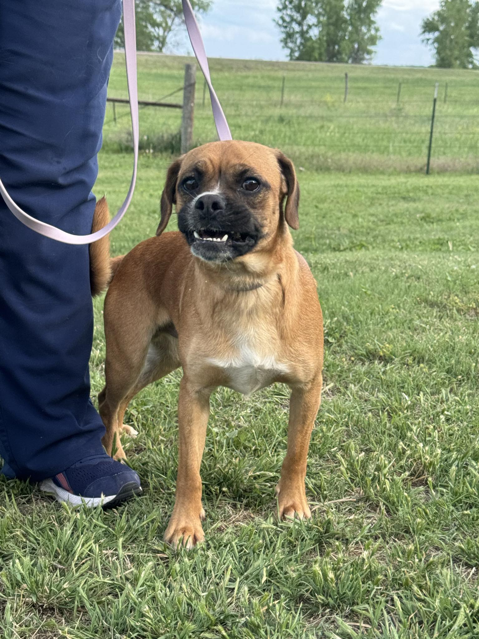 Rusty, Adopted, Young Male Pug & Labrador Retriever.