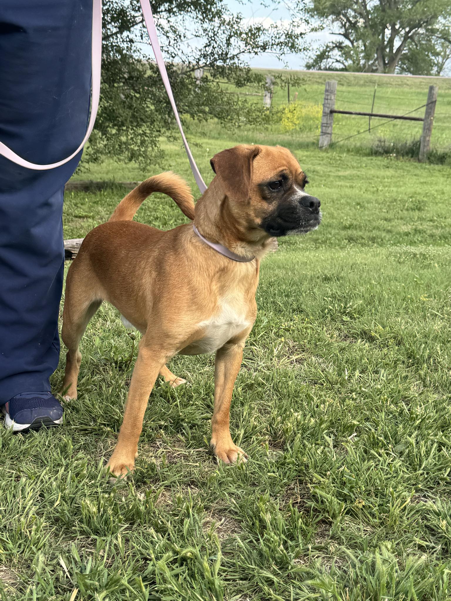 Enlarge Rusty, a Adopted mixed breed in Overland Park, KS image 2/2