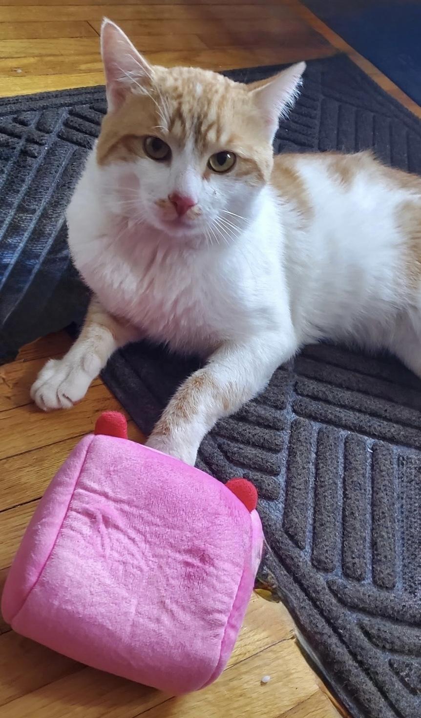 Cheddar ( Lovable , Playful Friendly )