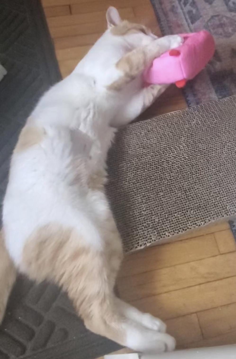 Cheddar ( Lovable , Playful Friendly )