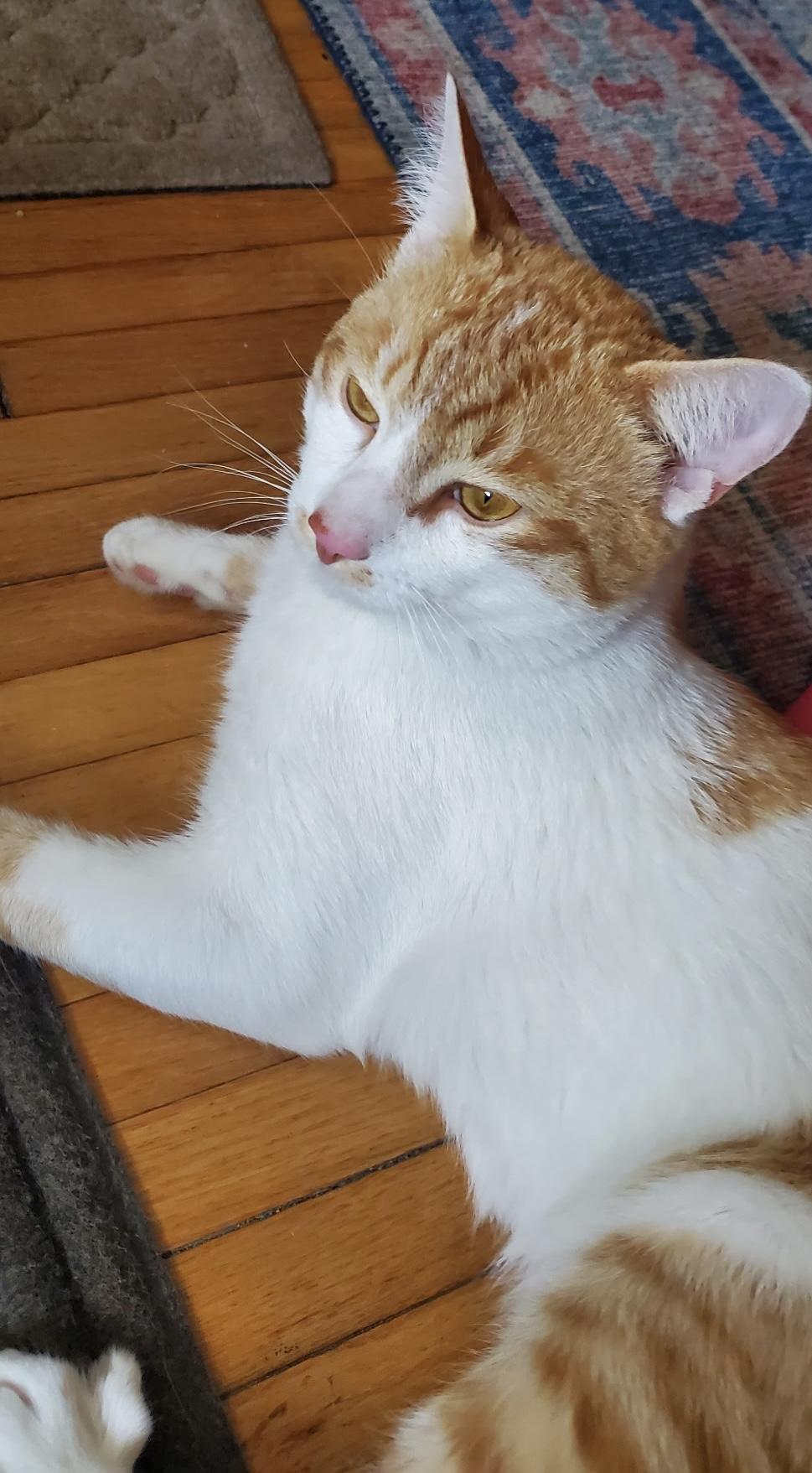 Cheddar ( Lovable , Playful Friendly )