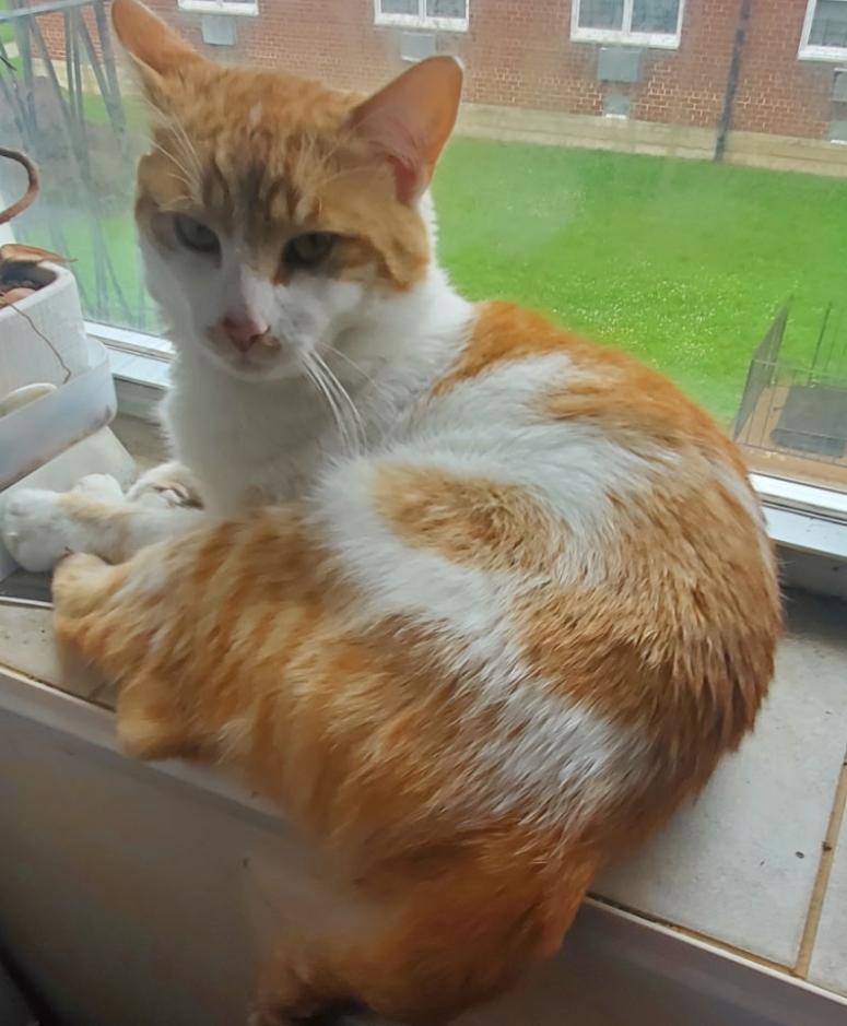 Cheddar ( Lovable , Playful Friendly )