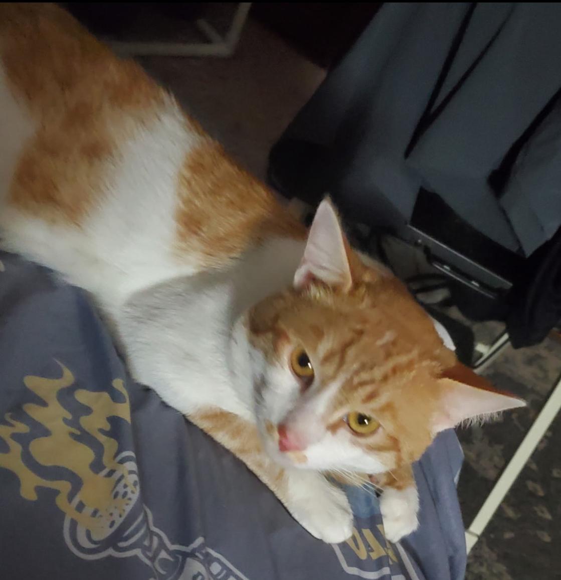 Cheddar ( Lovable , Playful Friendly )