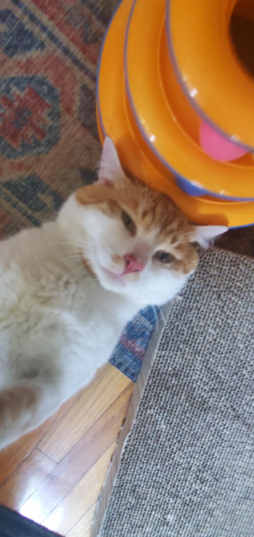 Cheddar ( Lovable , Playful Friendly )