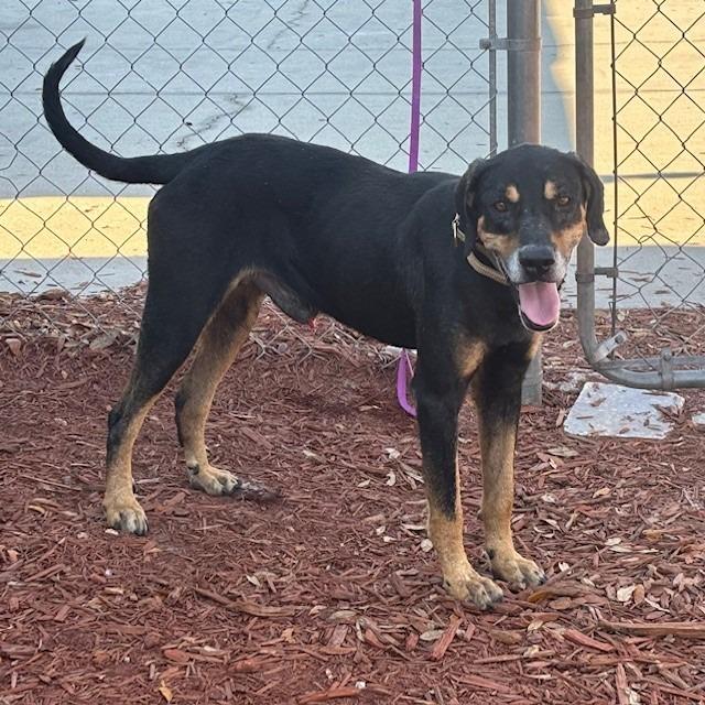 Chief, Adoptable, Senior Male Black and Tan Coonhound.