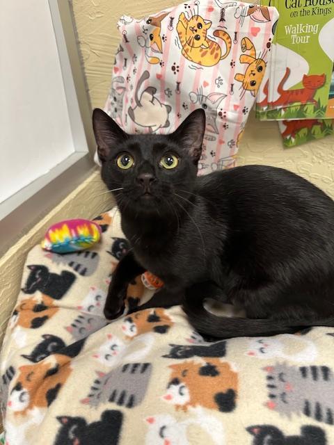 Aaron, Adoptable, Young Male Domestic Short Hair.