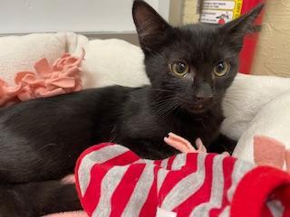 Aaron, a Adoptable Domestic Short Hair in Parlier, CA image 2/2