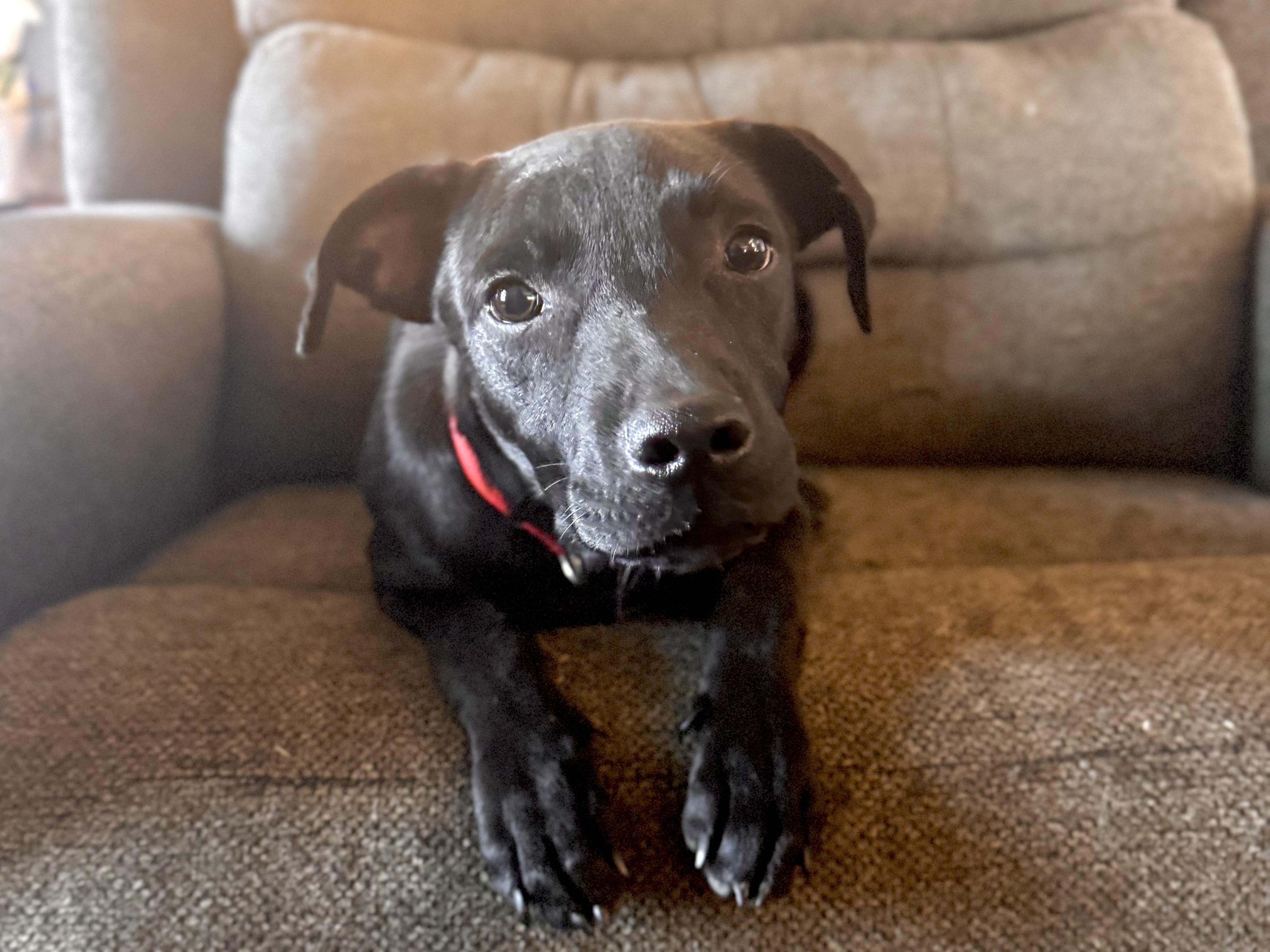 Dodger (Dresden #11) *SPONSORED W/ APPROVED APP*