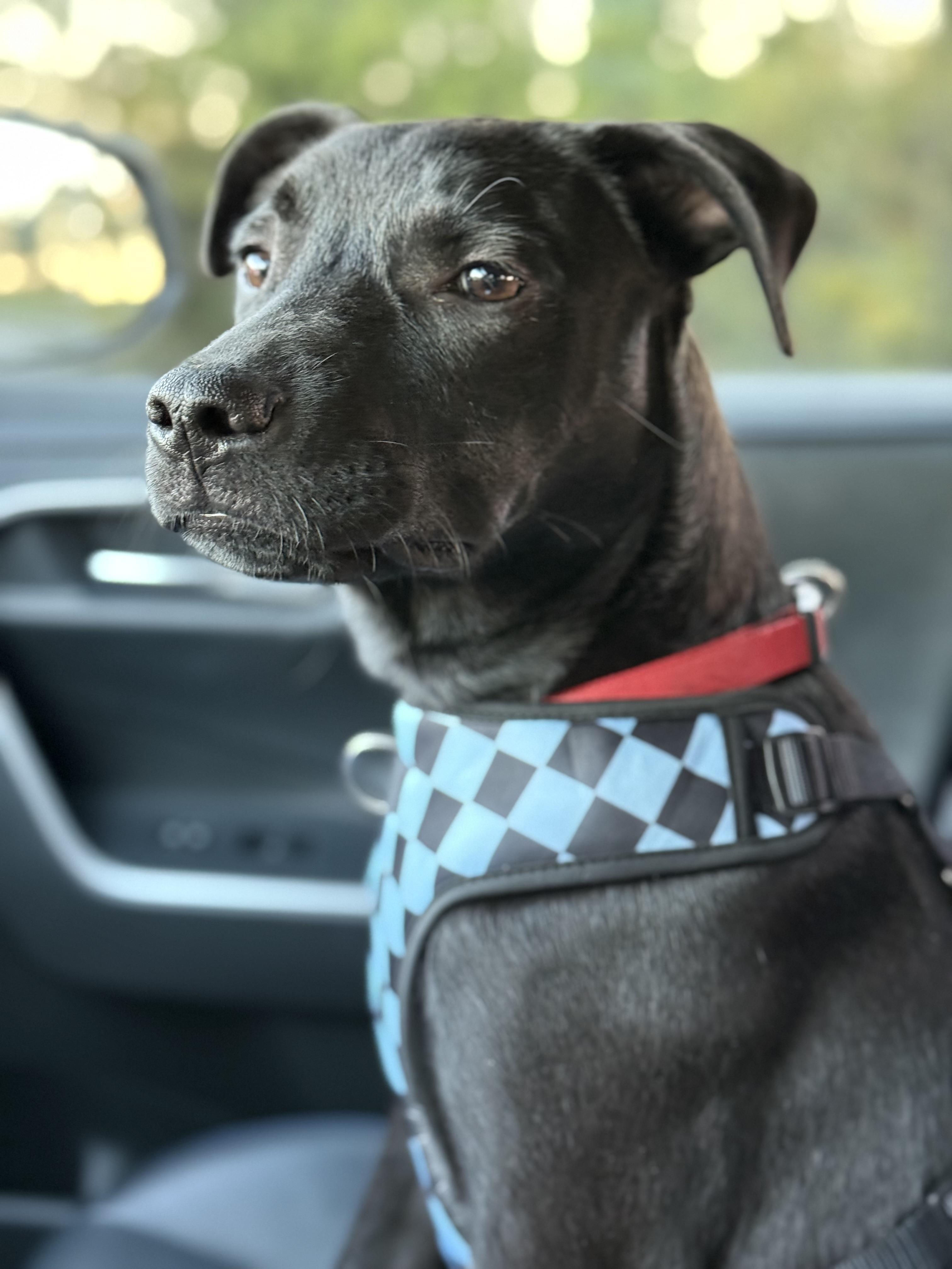 Enlarge Dodger (Dresden #11) *SPONSORED W/ APPROVED APP*, an adoptable mixed breed in Mount Juliet, TN image 1/5