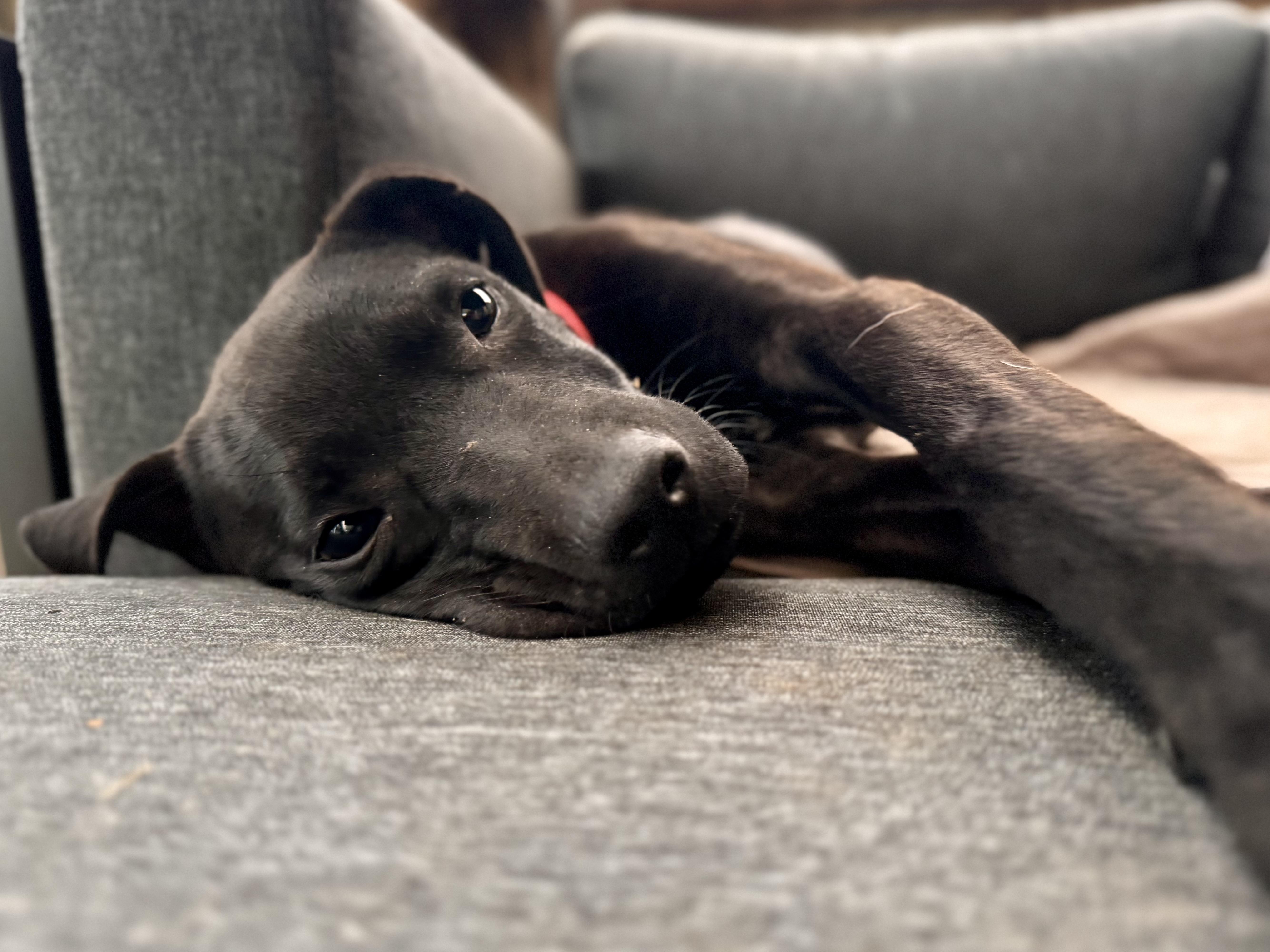 Dodger (Dresden #11) *SPONSORED W/ APPROVED APP*