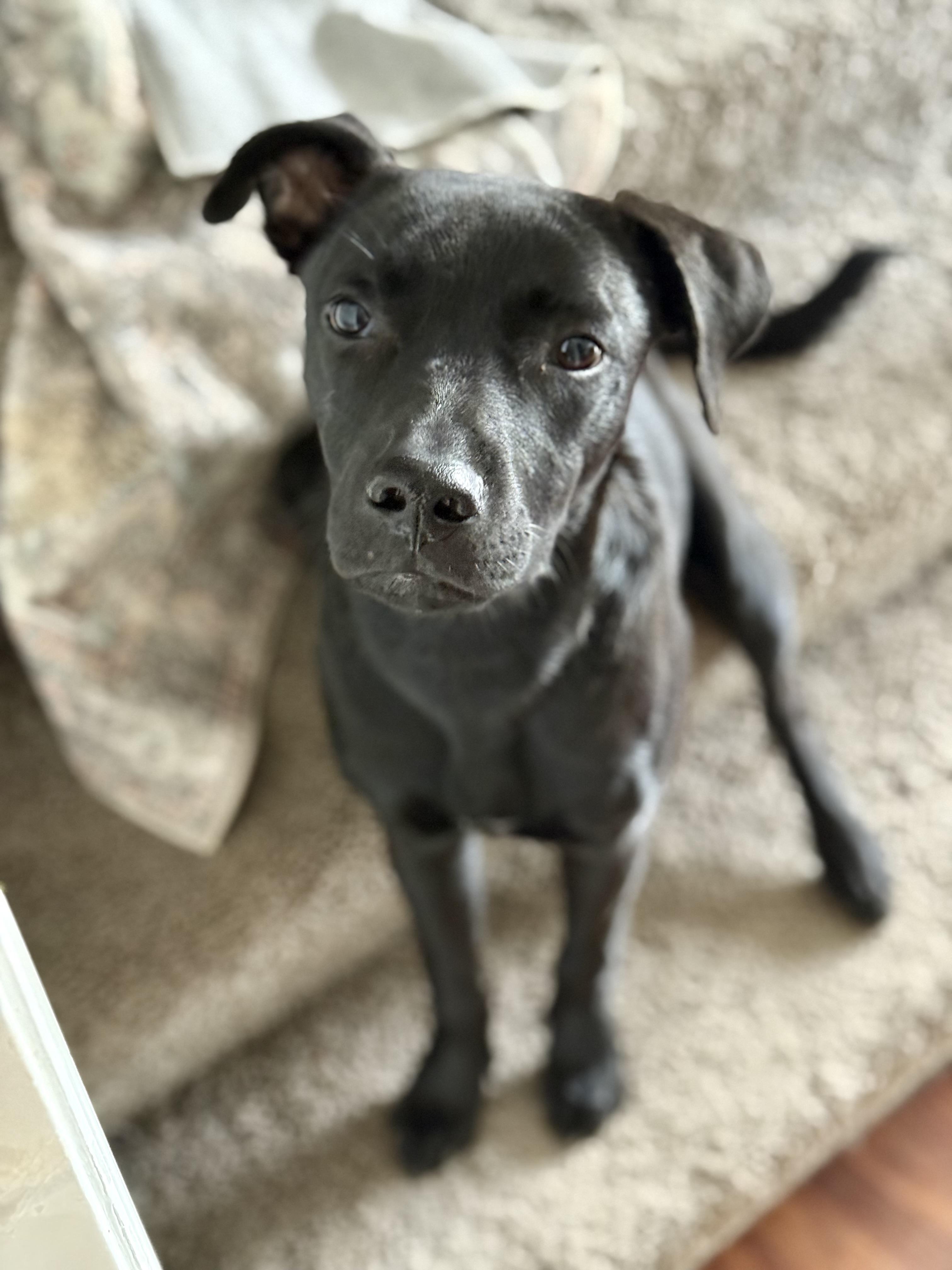 Enlarge Dodger (Dresden #11) *SPONSORED W/ APPROVED APP*, an adoptable mixed breed in Mount Juliet, TN image 2/5