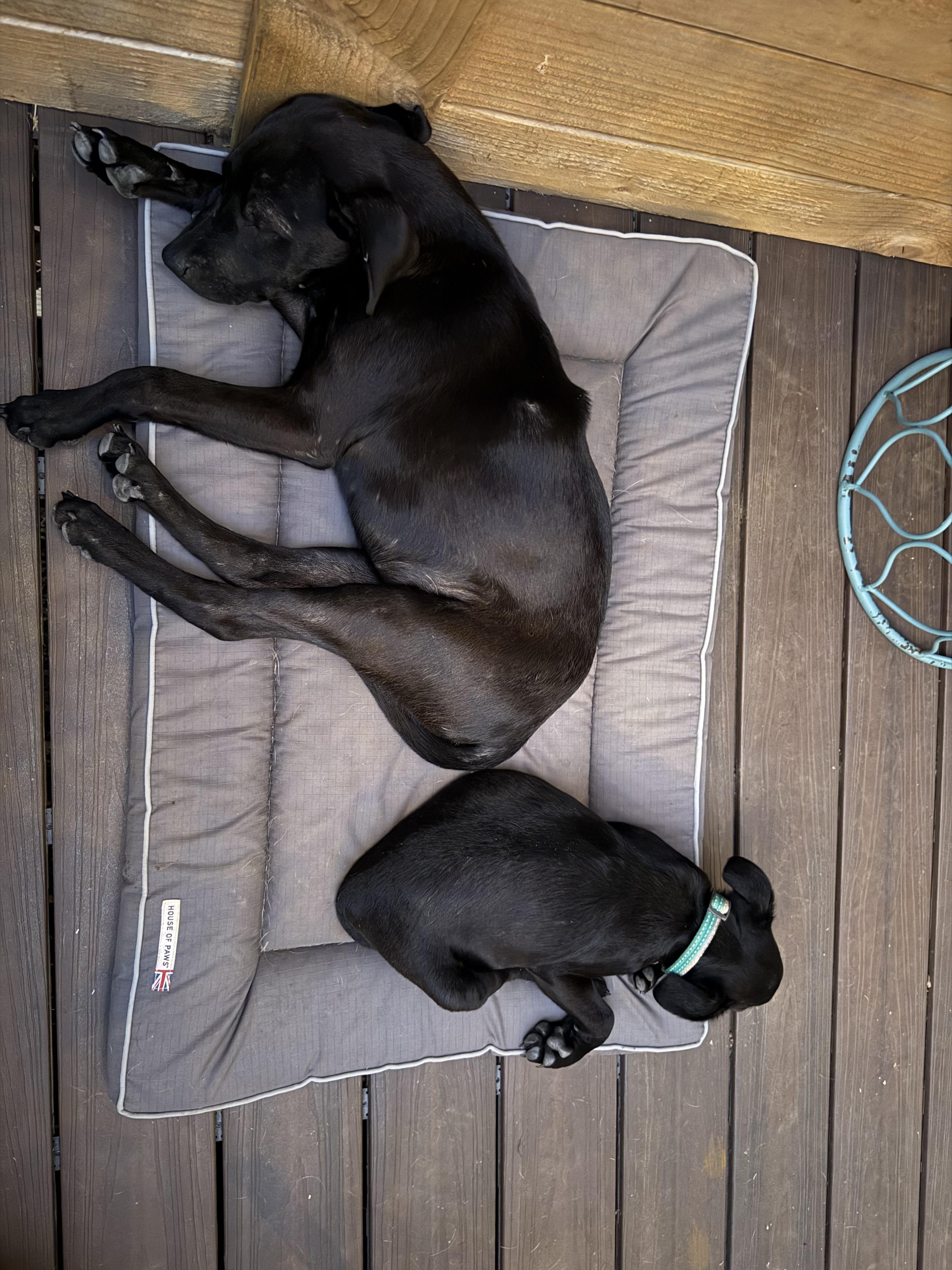 Dodger (Dresden #11) *SPONSORED W/ APPROVED APP*