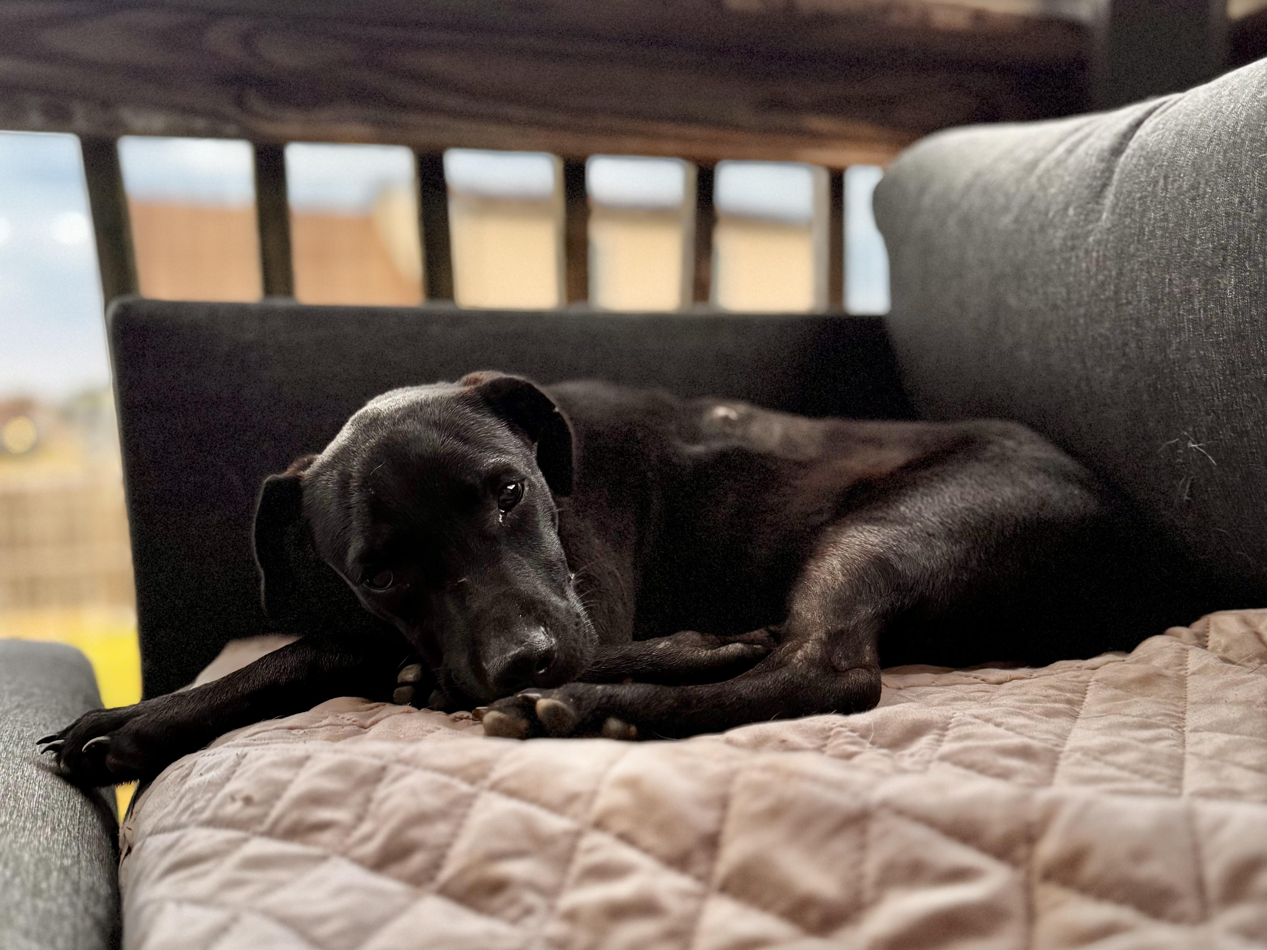 Dodger (Dresden #11) *SPONSORED W/ APPROVED APP*