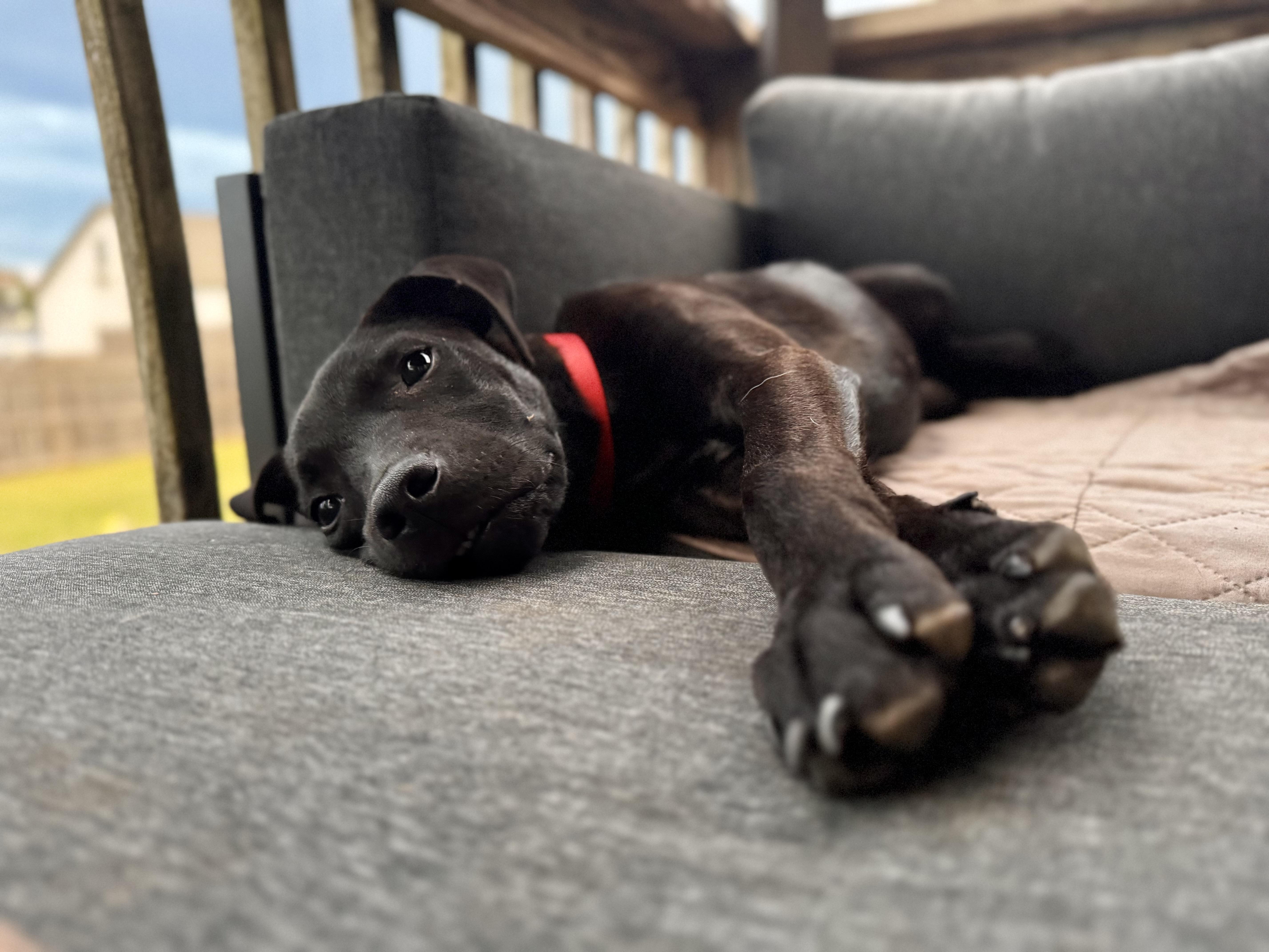 Dodger (Dresden #11) *SPONSORED W/ APPROVED APP*