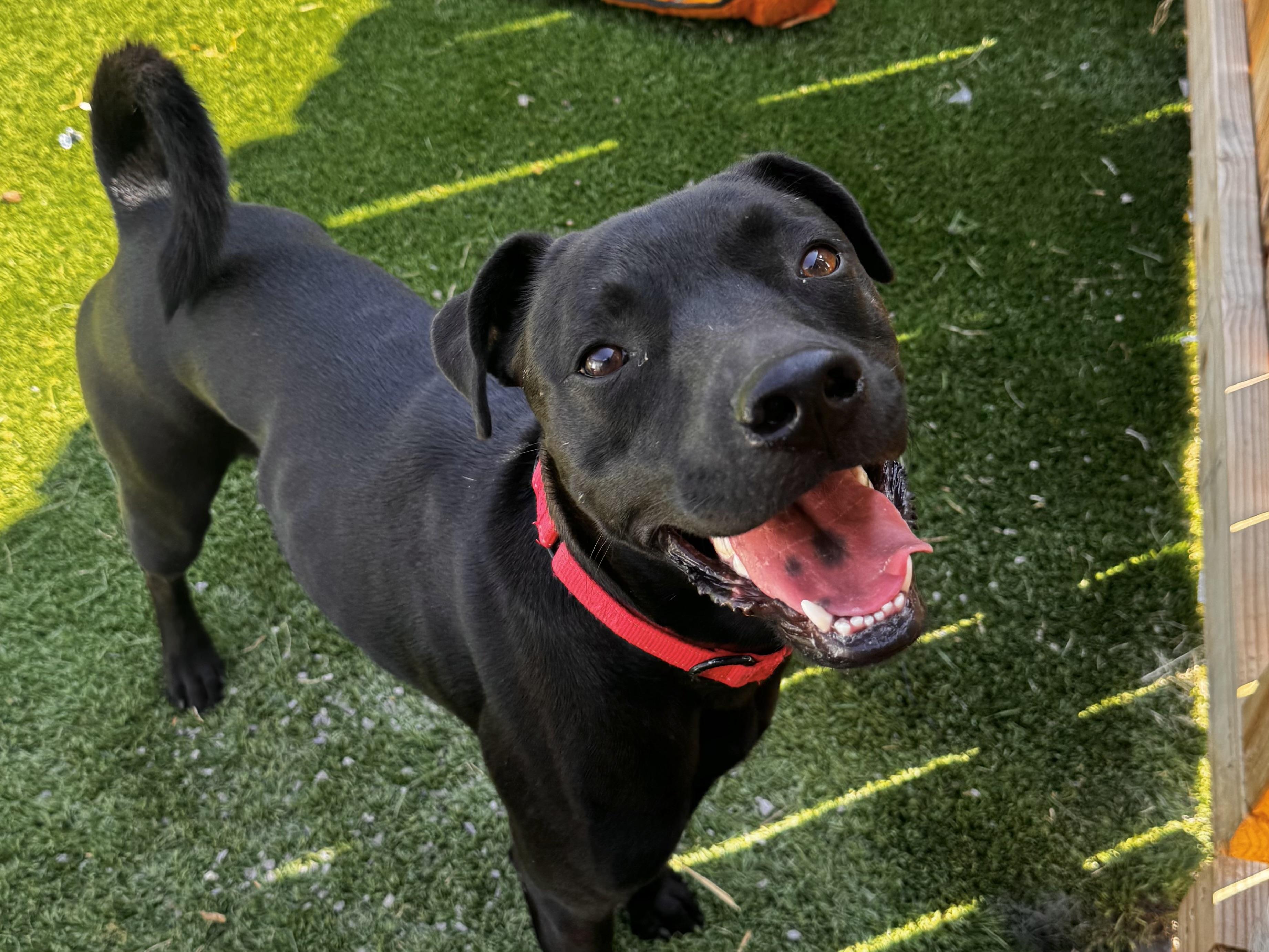 Enlarge Dodger (FULLY SPONSORED W/ APPROVED), a Adoptable mixed breed in Mount Juliet, TN image 1/6