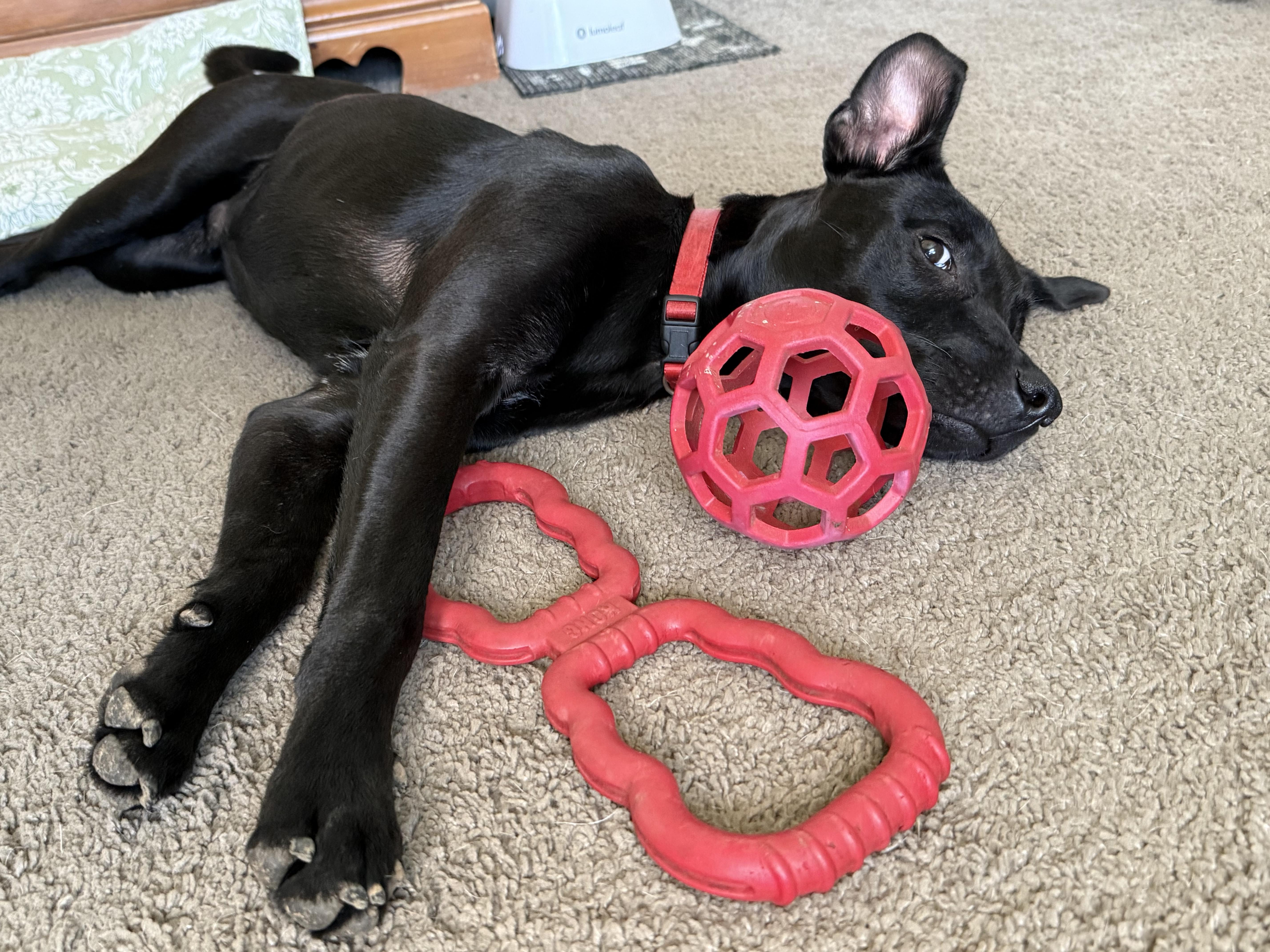 Dodger (Dresden #11) *SPONSORED W/ APPROVED APP* — thumbnail 5