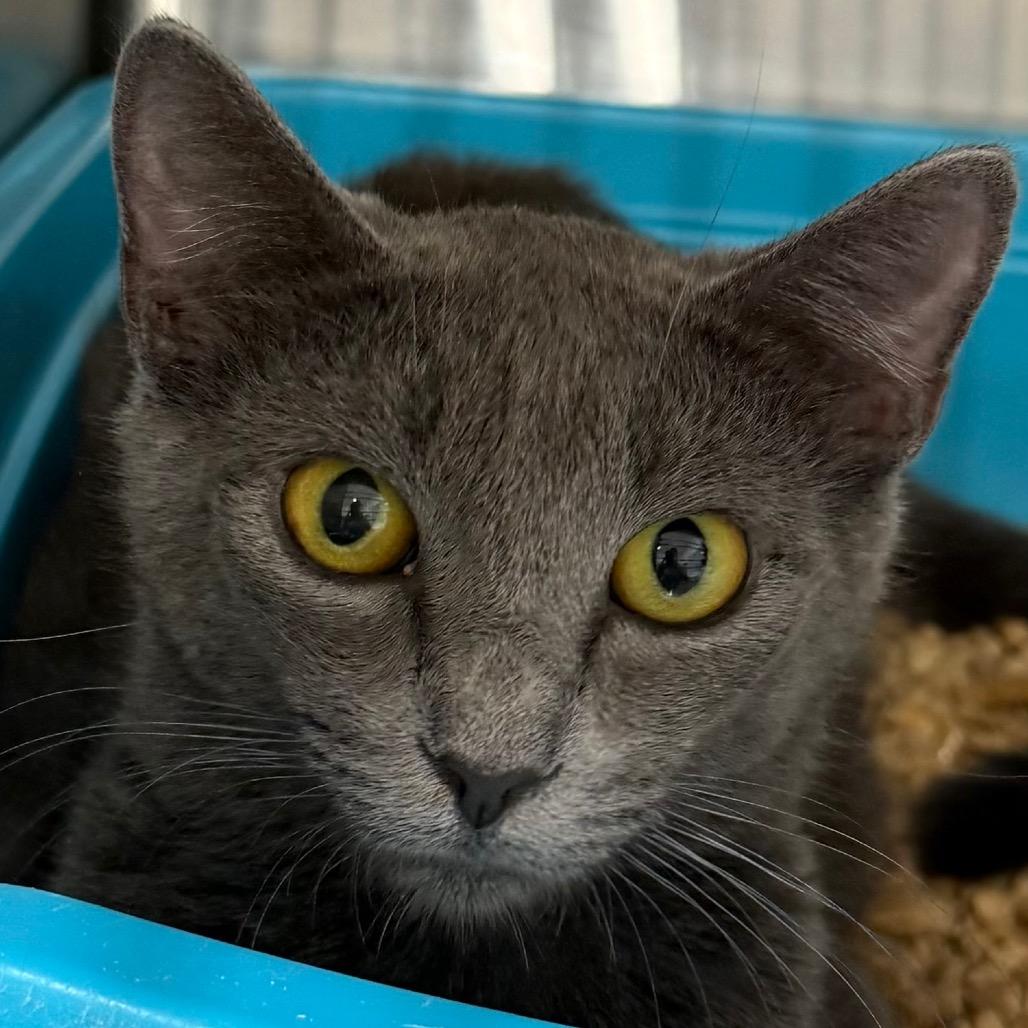 Ms Jumbo, Adoptable, Adult Female Domestic Short Hair.