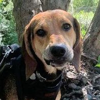 Bodhi (CA), ADOPTABLE, Young Male Black and Tan Coonhound.