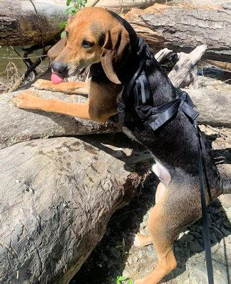 Enlarge Bodhi (CA), a ADOPTABLE Black and Tan Coonhound in Jackson, CA image 4/5